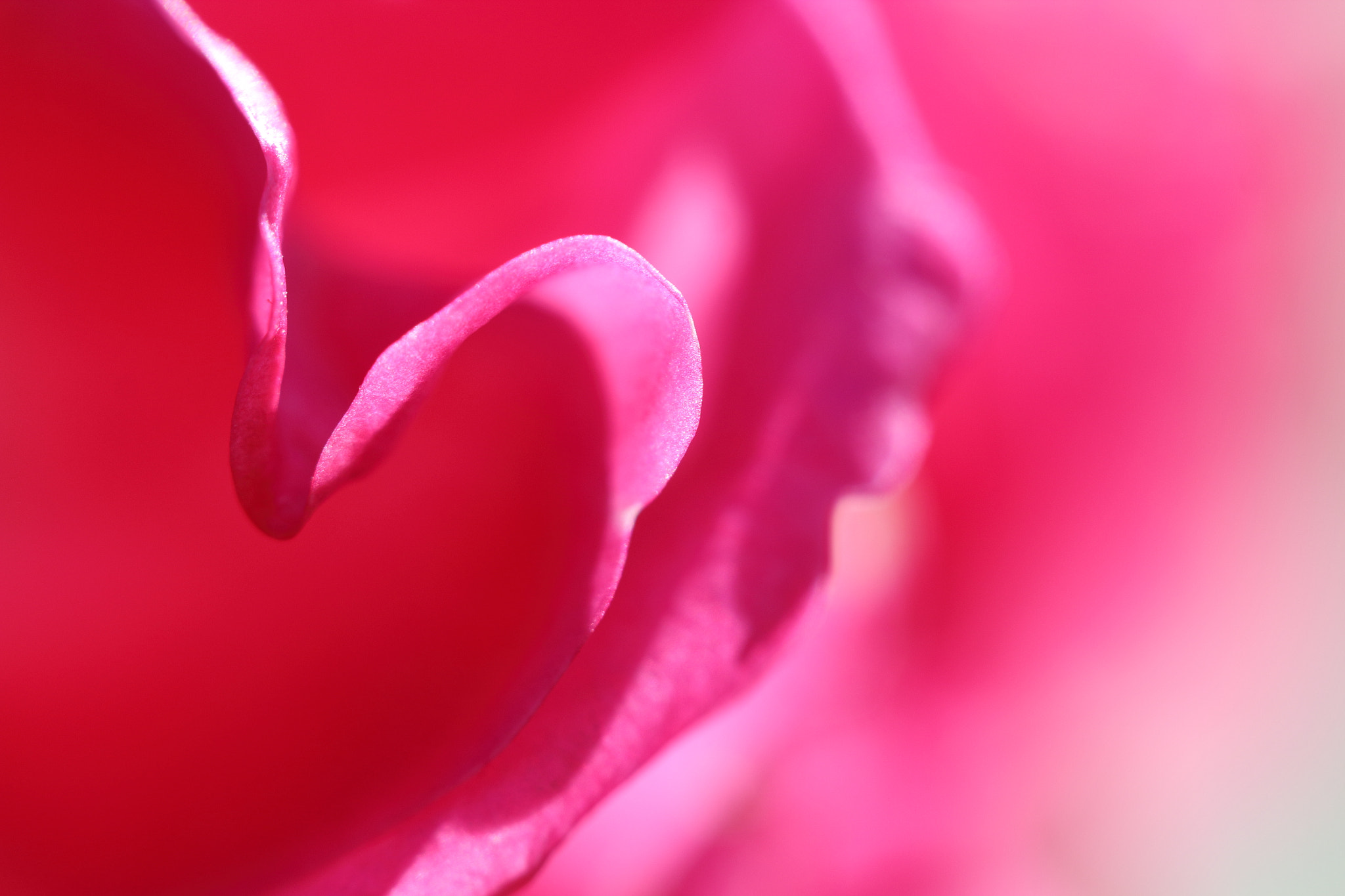 Canon EF-S 60mm F2.8 Macro USM sample photo. For the love of nature photography