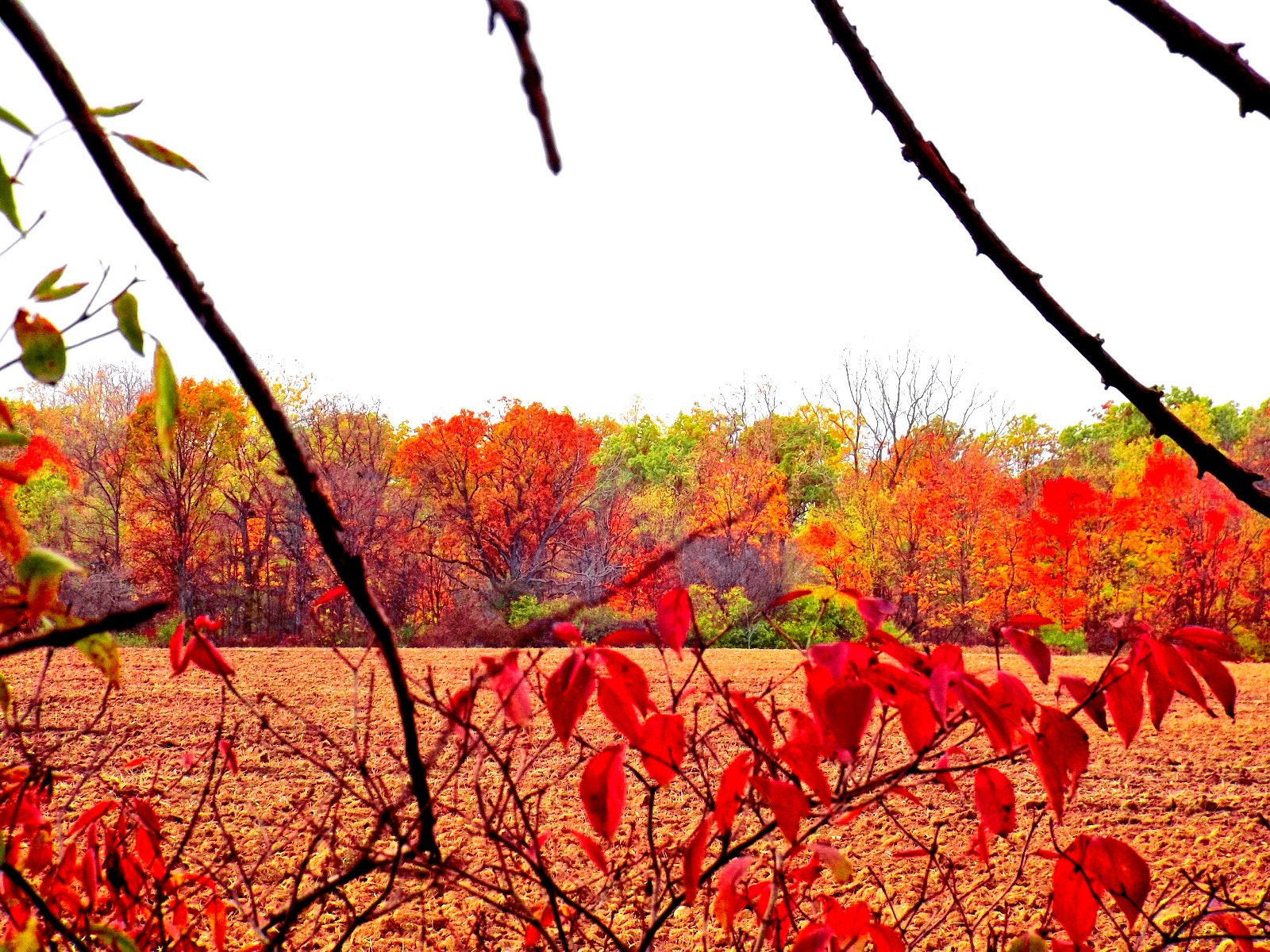 Fujifilm FinePix S4830/Walmart sample photo. Farm land photography