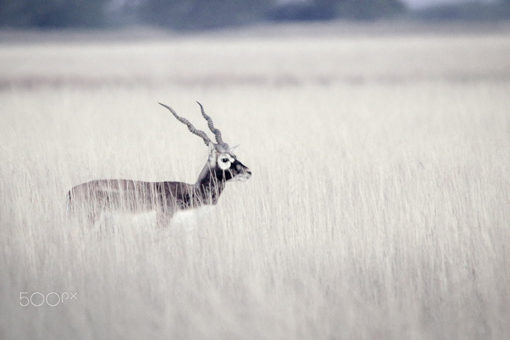 Canon EOS 7D sample photo. Blackbuck with a different perspective photography