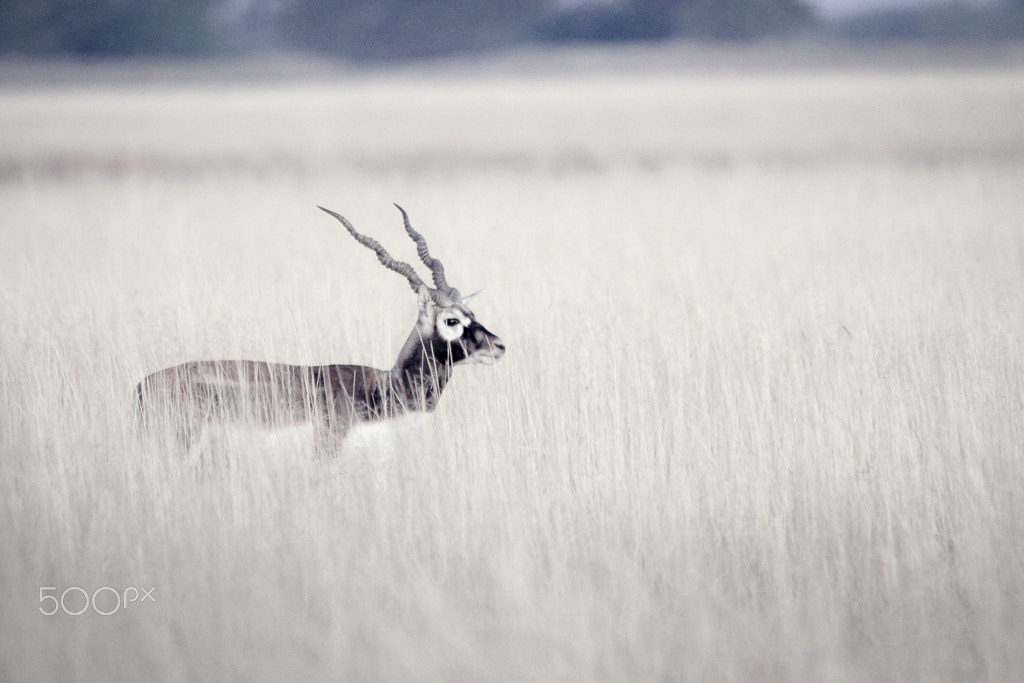 Sigma 150-500mm F5-6.3 DG OS HSM sample photo. Blackbuck with a different perspective photography