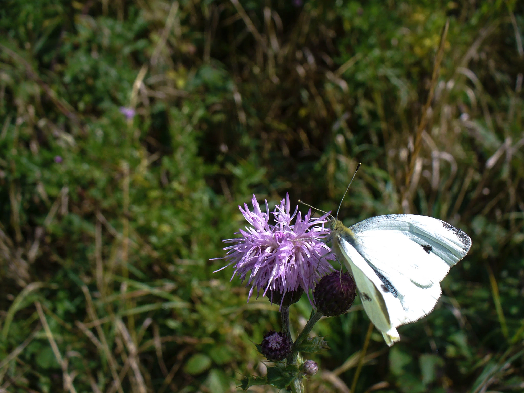 Panasonic DMC-LZ3 sample photo. Butterfly photography