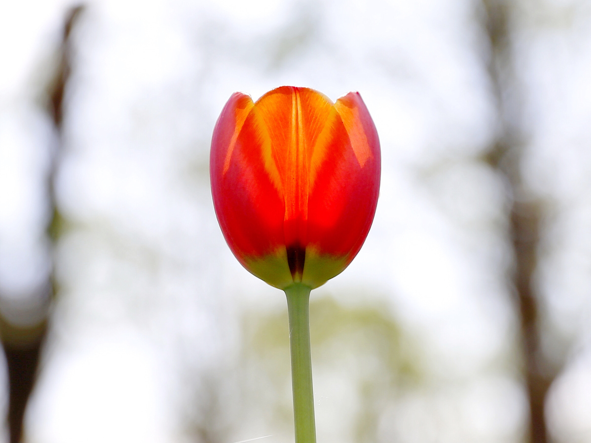 Canon EF 24-70mm F2.8L II USM sample photo. A red tulip photography