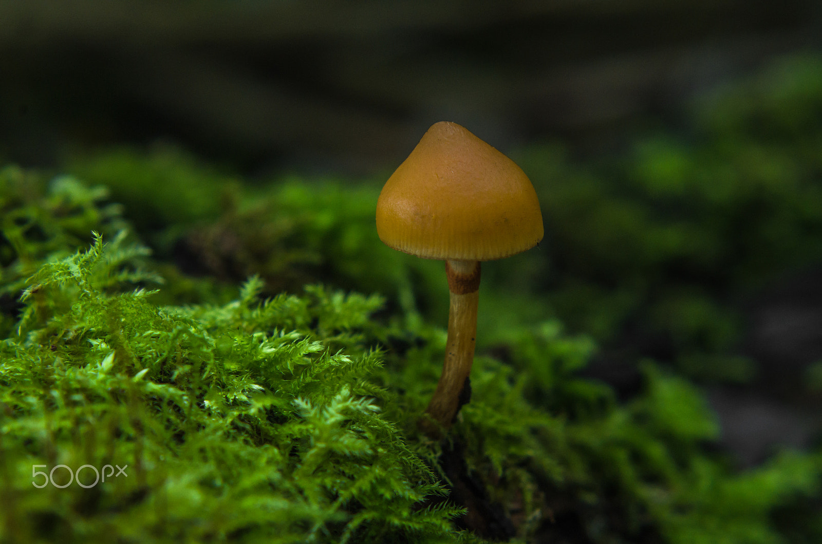 Pentax K-50 sample photo. A very small mushroom  photography