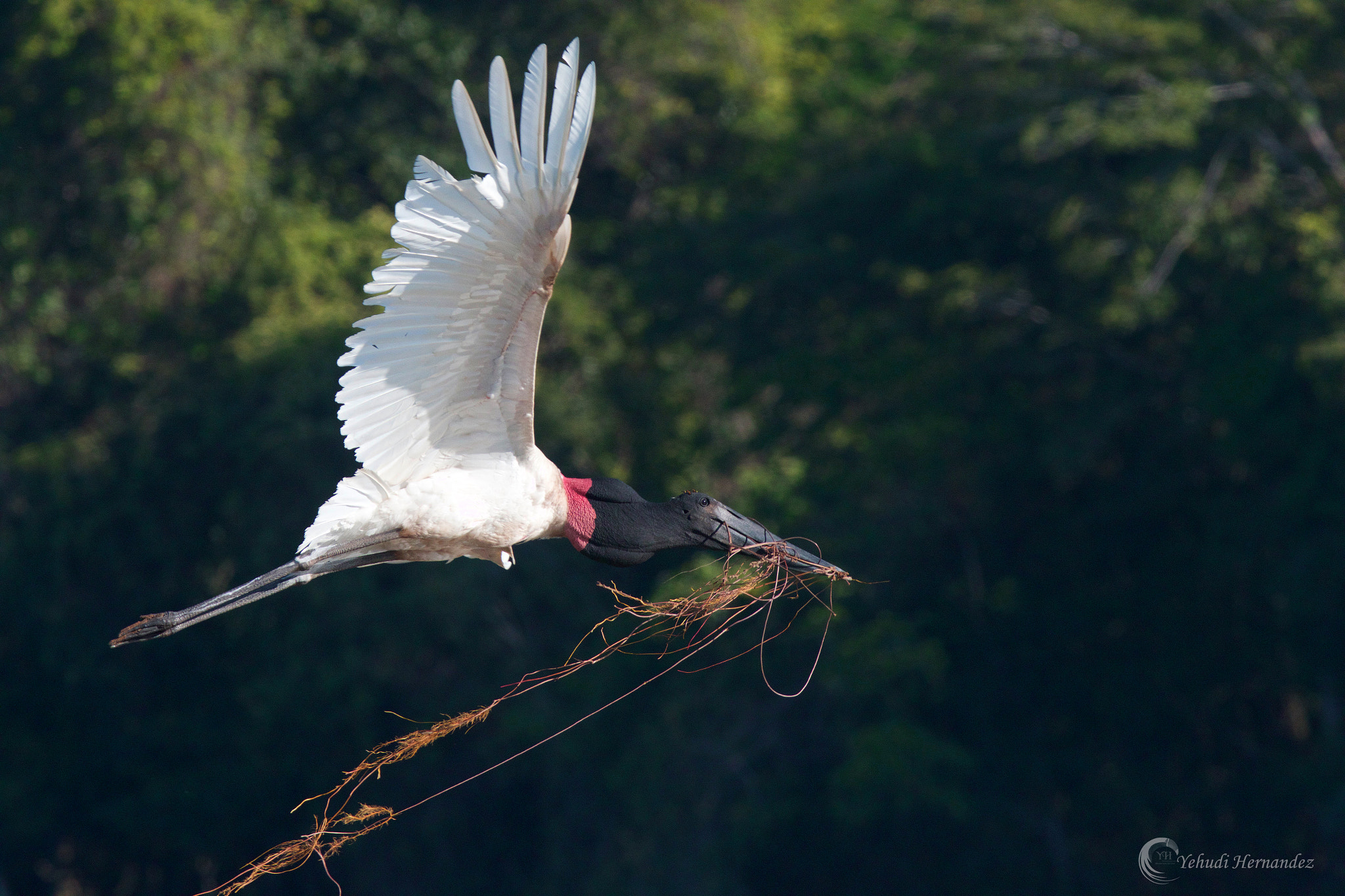 Canon EF 300mm F2.8L IS USM sample photo. Jabiru photography