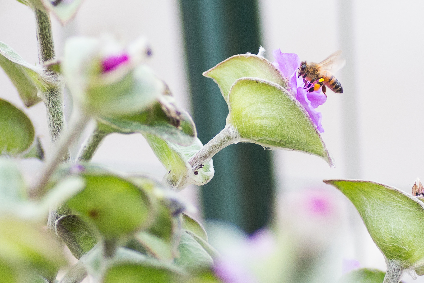 Canon EOS 6D + Tamron SP AF 90mm F2.8 Di Macro sample photo. Bee bee bee photography