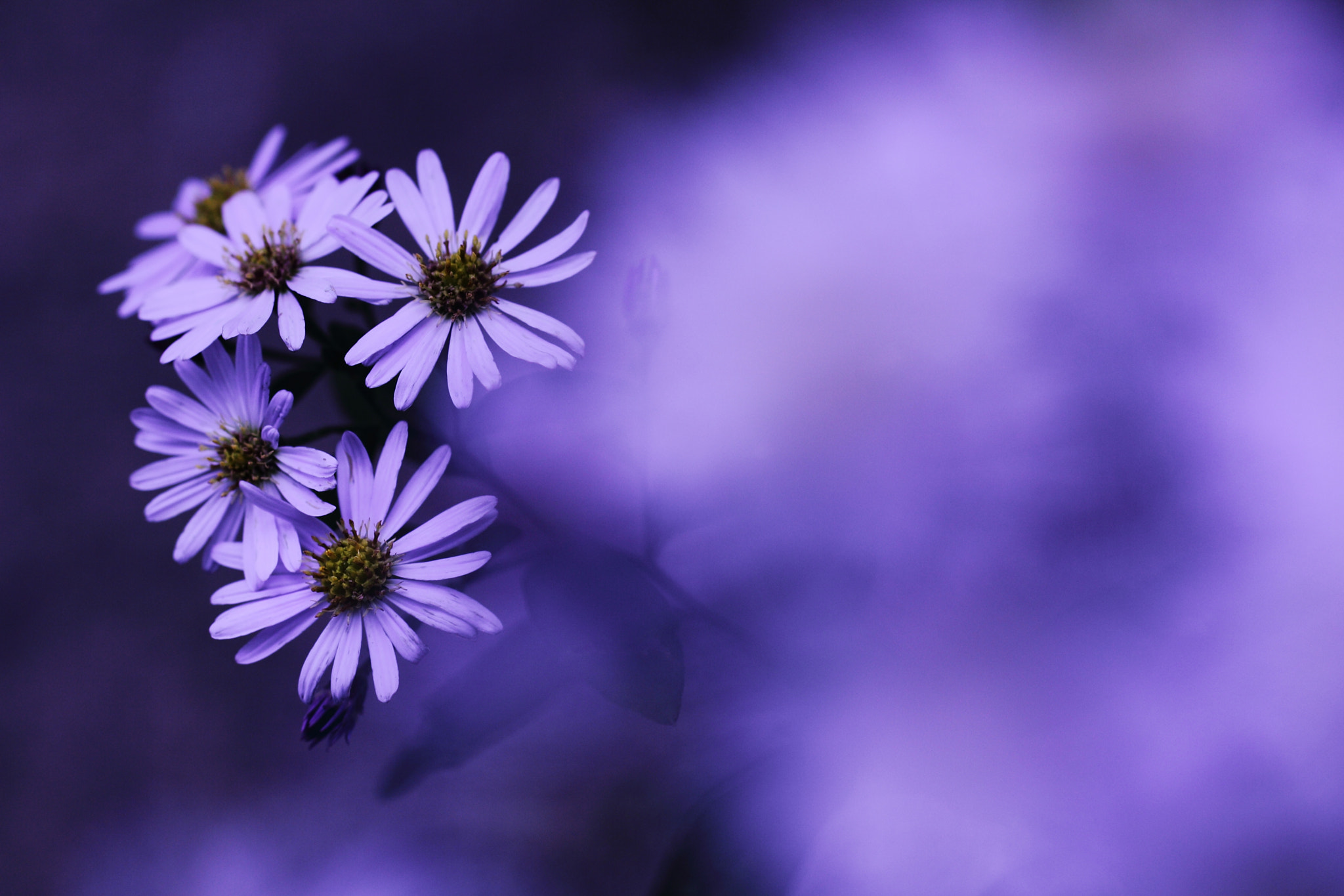 Tamron SP AF 60mm F2 Di II LD IF Macro sample photo. Blue moments photography