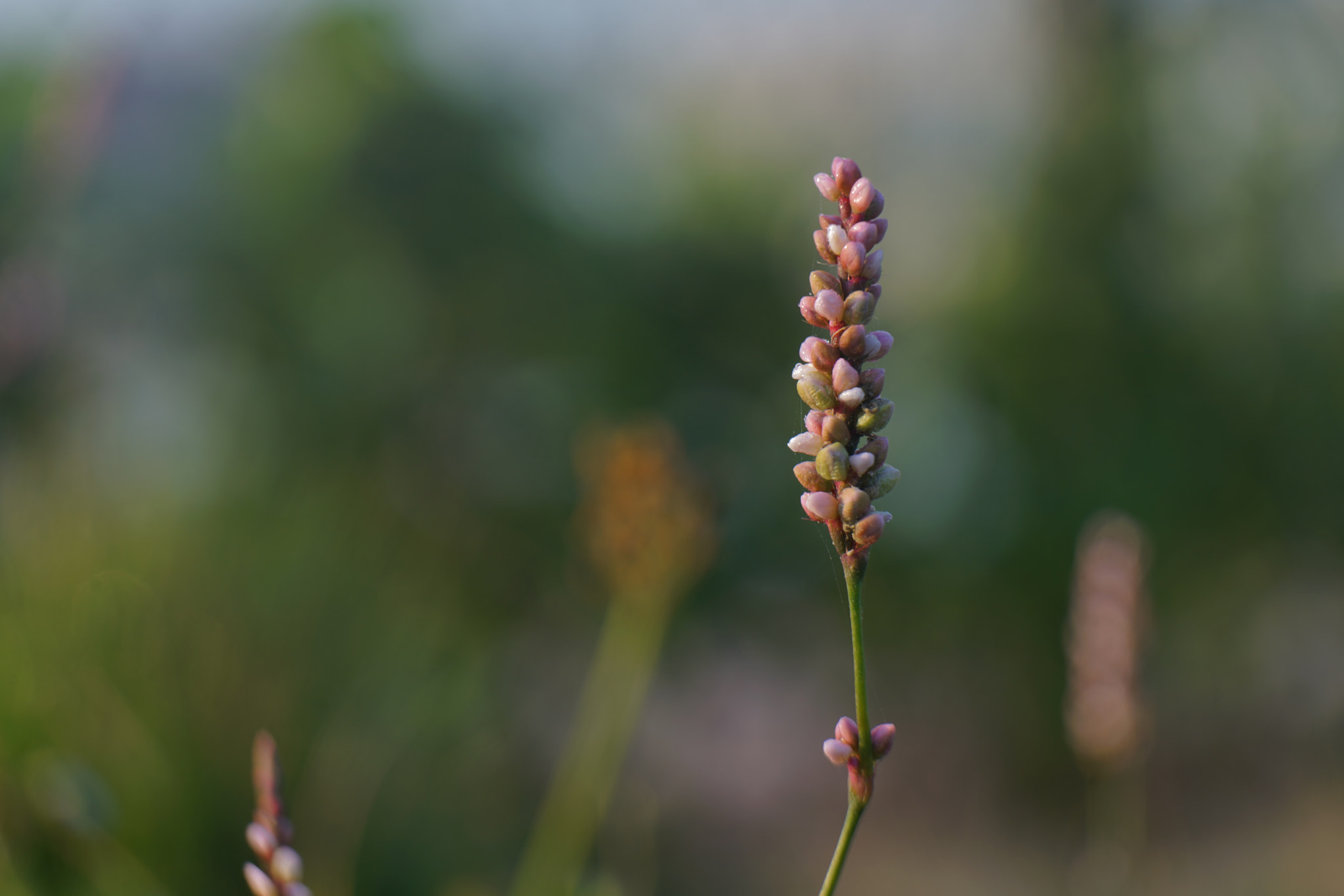 Sony FE 28-70mm F3.5-5.6 OSS sample photo. ... photography