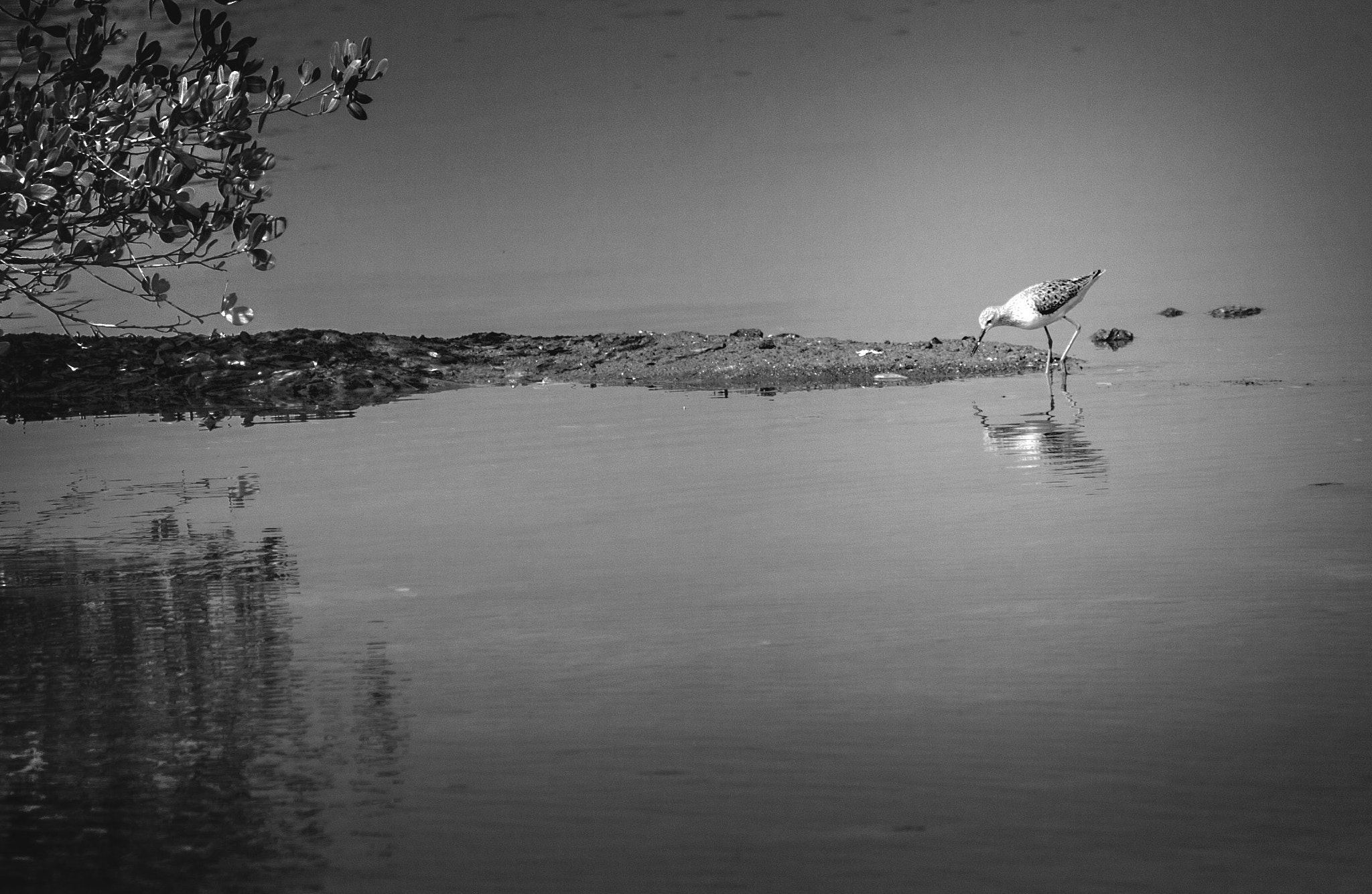 Canon EOS 50D + Canon EF 70-200mm F4L IS USM sample photo. Birdlife, pond and mangrove photography
