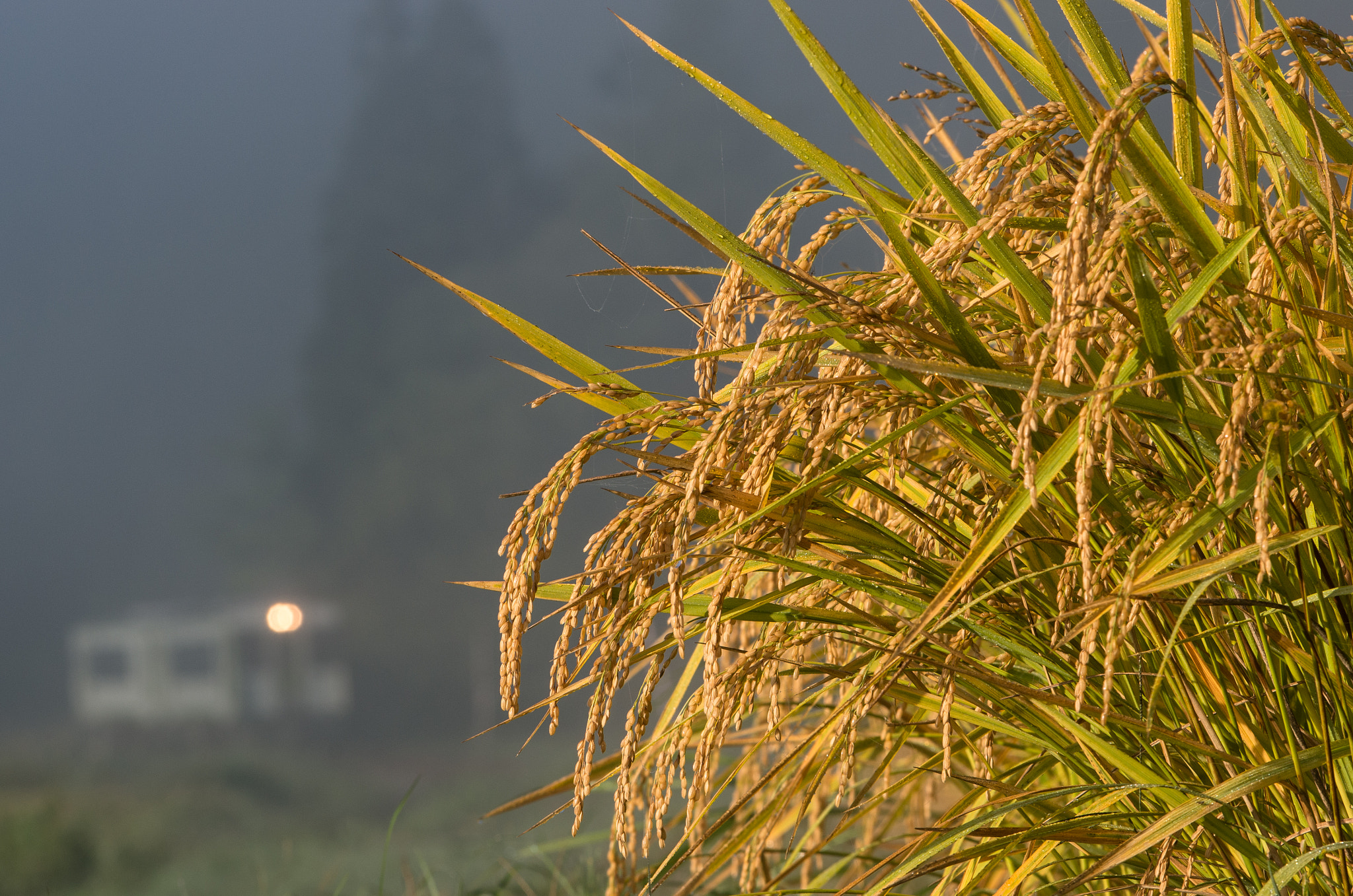 Pentax smc DA* 60-250mm F4.0 ED (IF) SDM sample photo. Harvest season photography