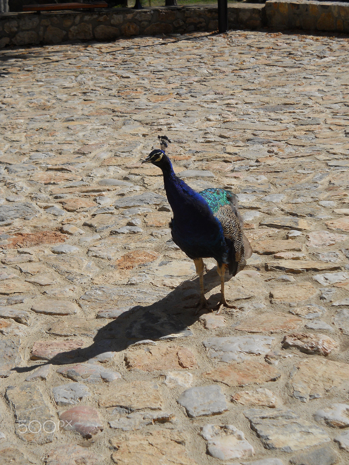 Nikon Coolpix L22 sample photo. Curious peacock photography