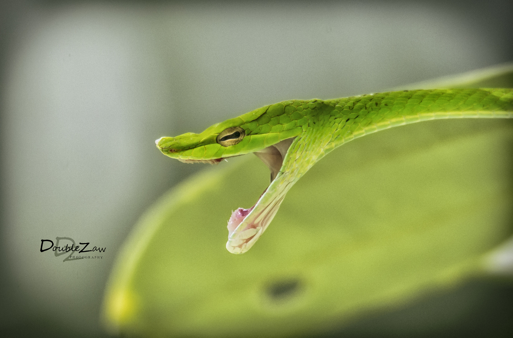 Nikon D4 sample photo. Wide wild photography