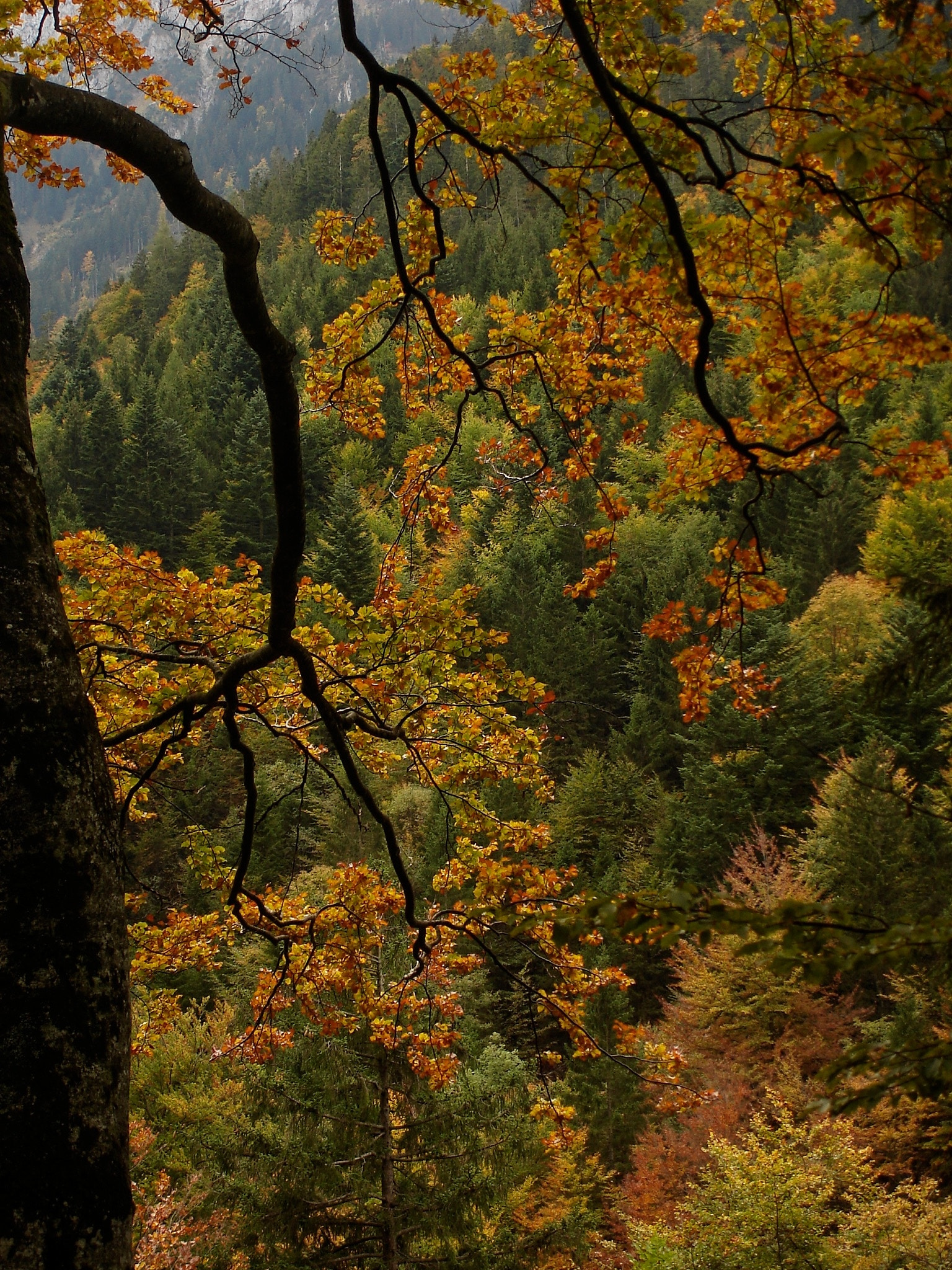 Sony DSC-W5 sample photo. Golden autumn - germany photography