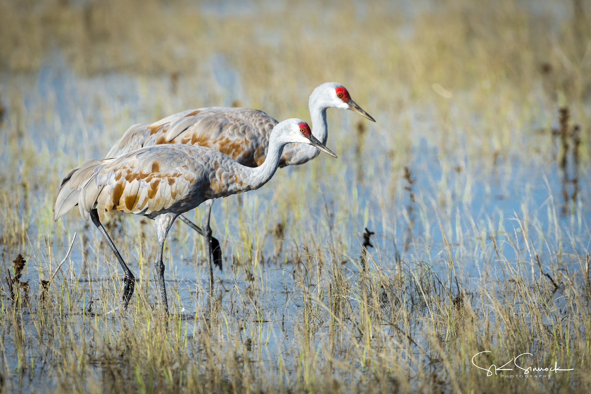 Nikon D800 sample photo. Sandhill cranes photography