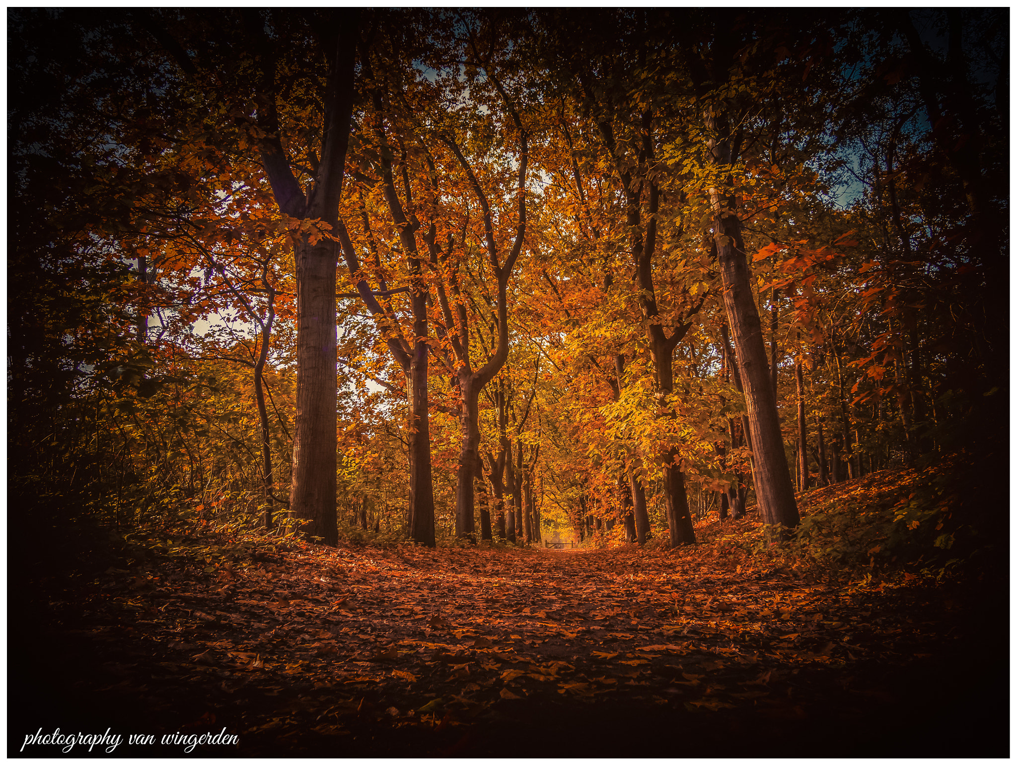 Olympus OM-D E-M10 II + Panasonic Lumix G Vario 7-14mm F4 ASPH sample photo. Forest path photography