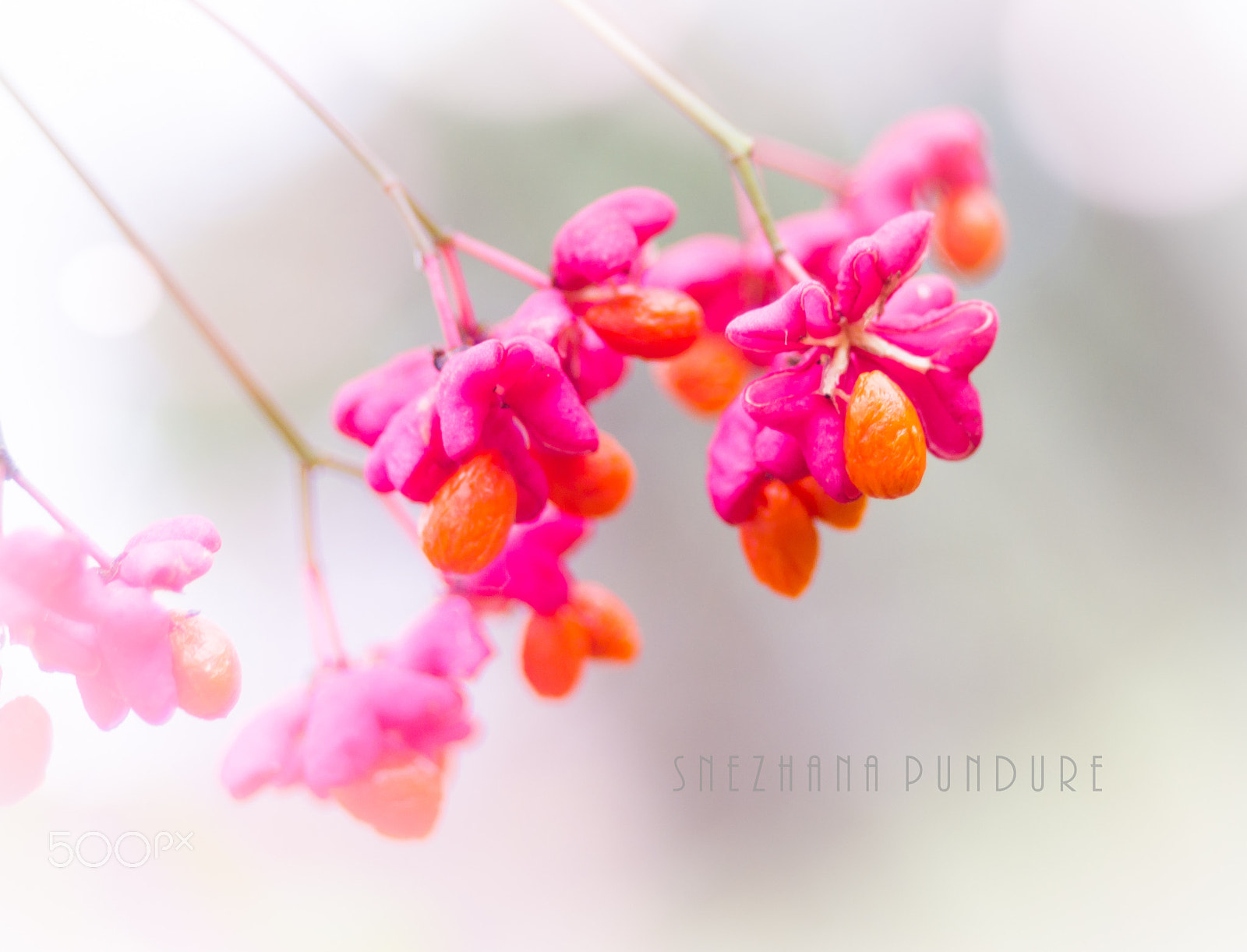 Nikon D3100 sample photo. Autumn berries photography