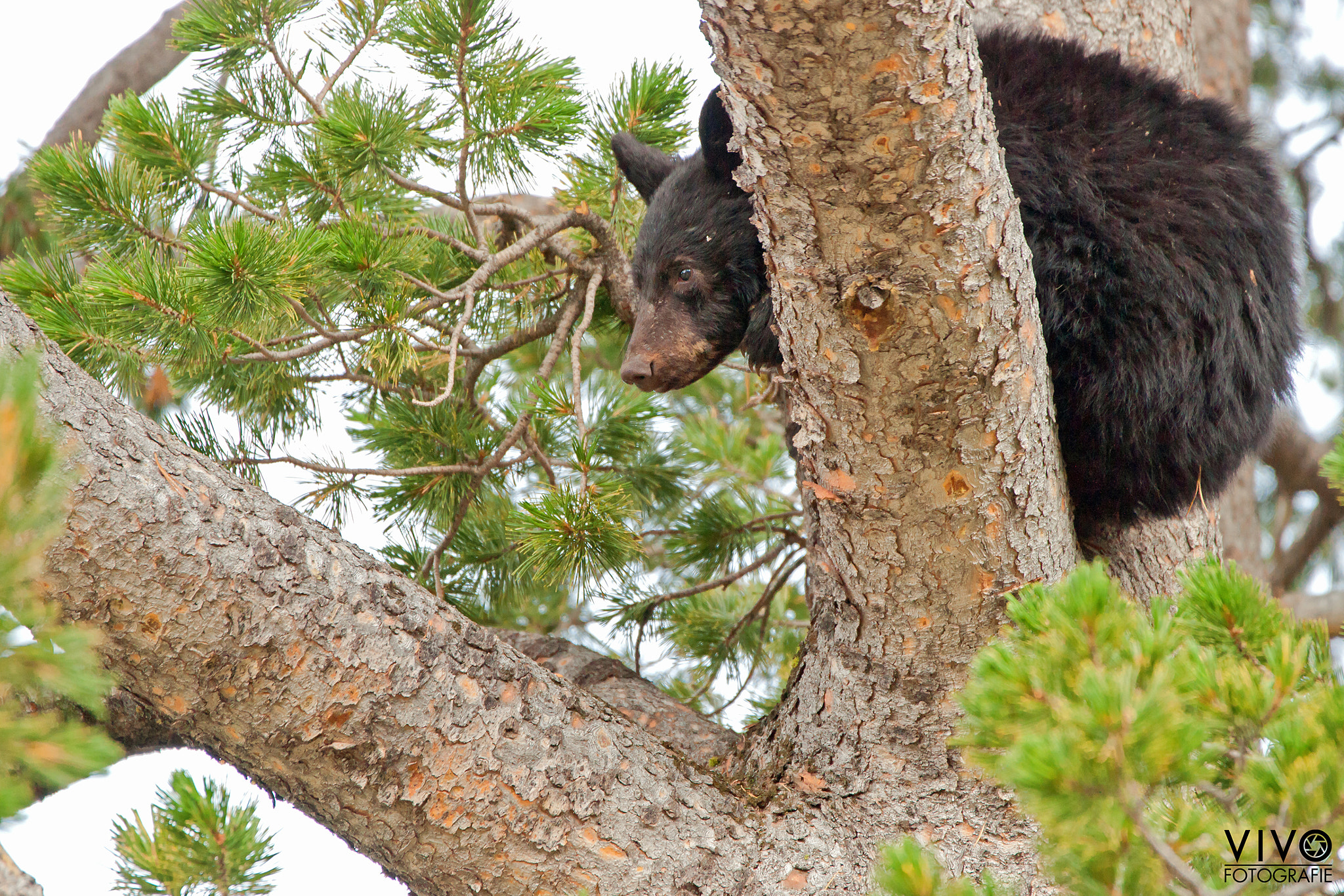 Sony Alpha DSLR-A900 + Sony 70-400mm F4-5.6 G SSM sample photo. Bear cub in tree photography