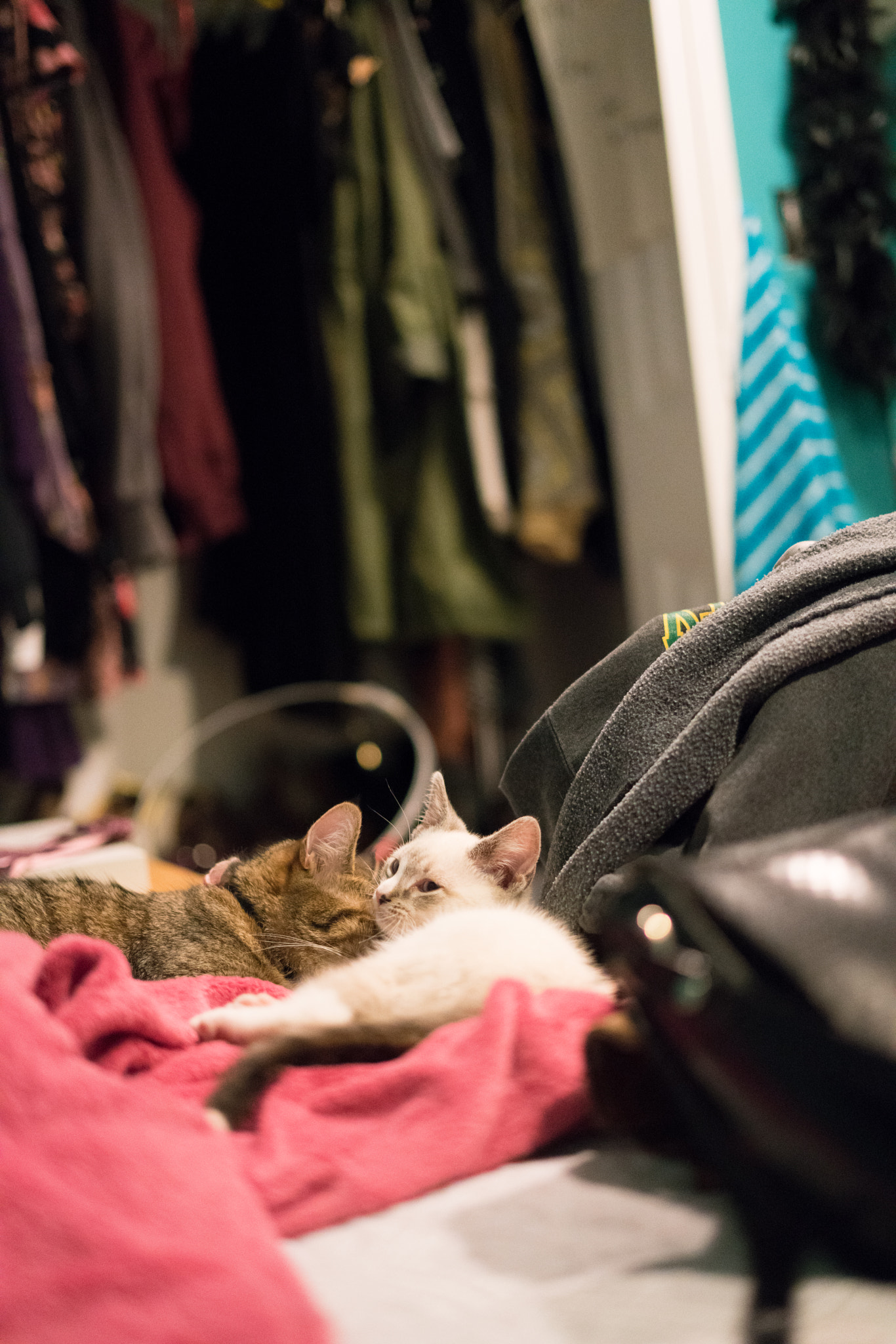 Sony a7R II + Sony FE 50mm F1.8 sample photo. Arya and snow photography
