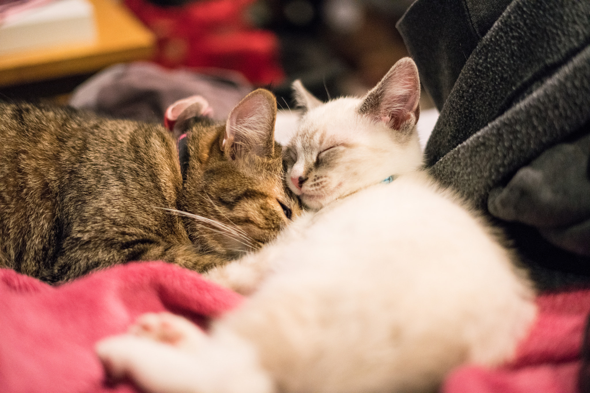 Sony a7R II + Sony FE 50mm F1.8 sample photo. Arya and snow cuddling photography