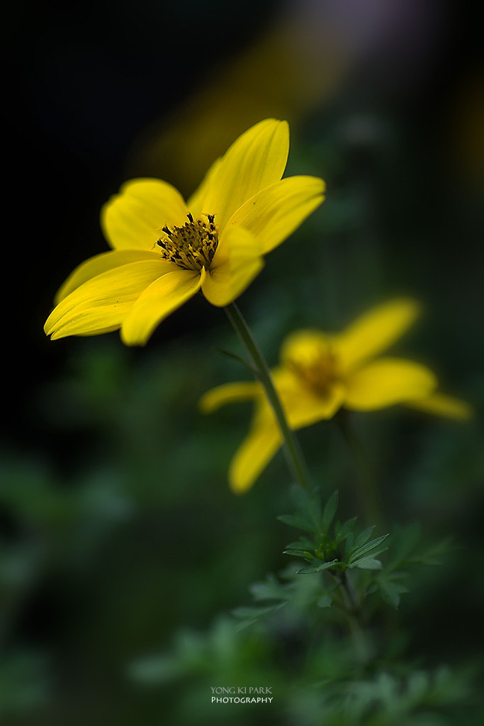 Pentax smc D-FA 100mm F2.8 macro sample photo. A golden goddess photography