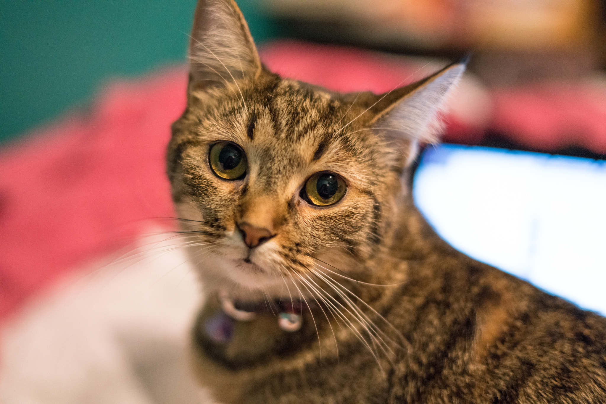 Sony a7R II + Sony FE 50mm F1.8 sample photo. Arya photography