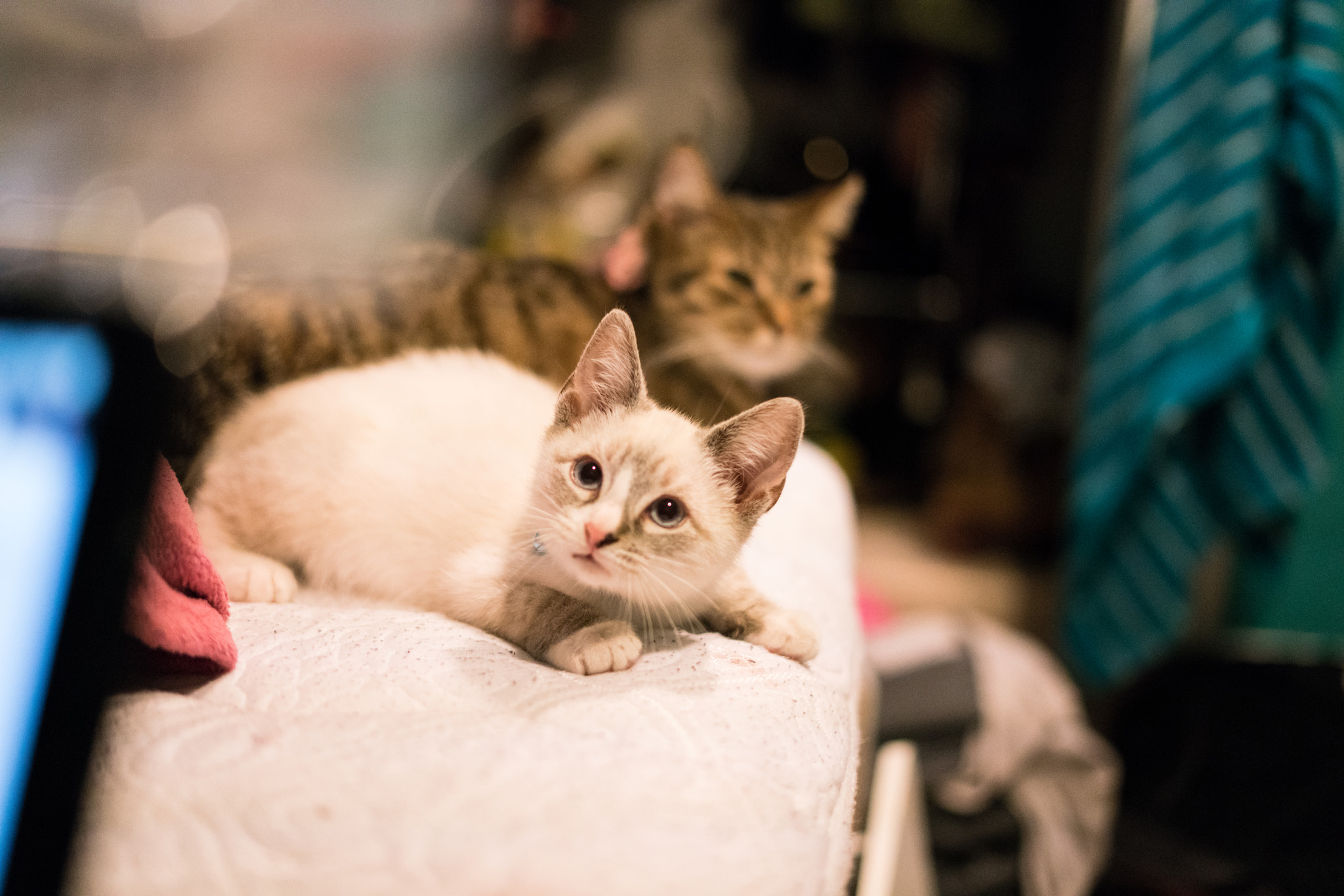 Sony a7R II + Sony FE 50mm F1.8 sample photo. Snow peeks photography