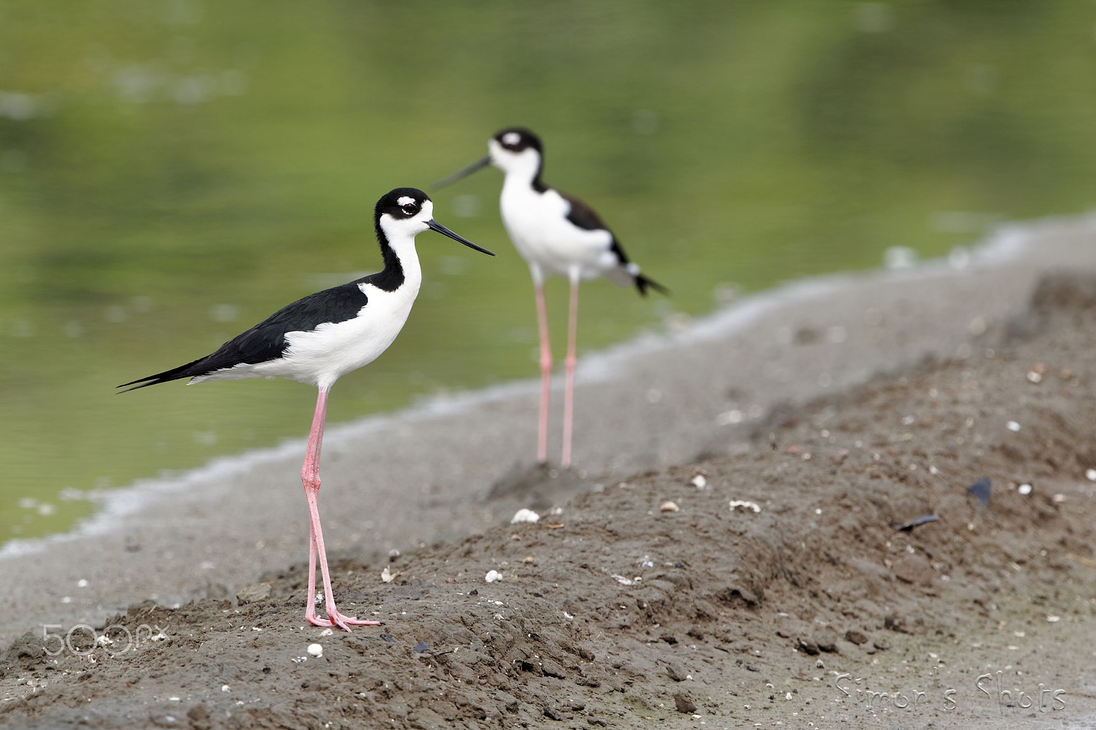 Canon EF 300mm F2.8L IS II USM sample photo. Black necked stilt photography