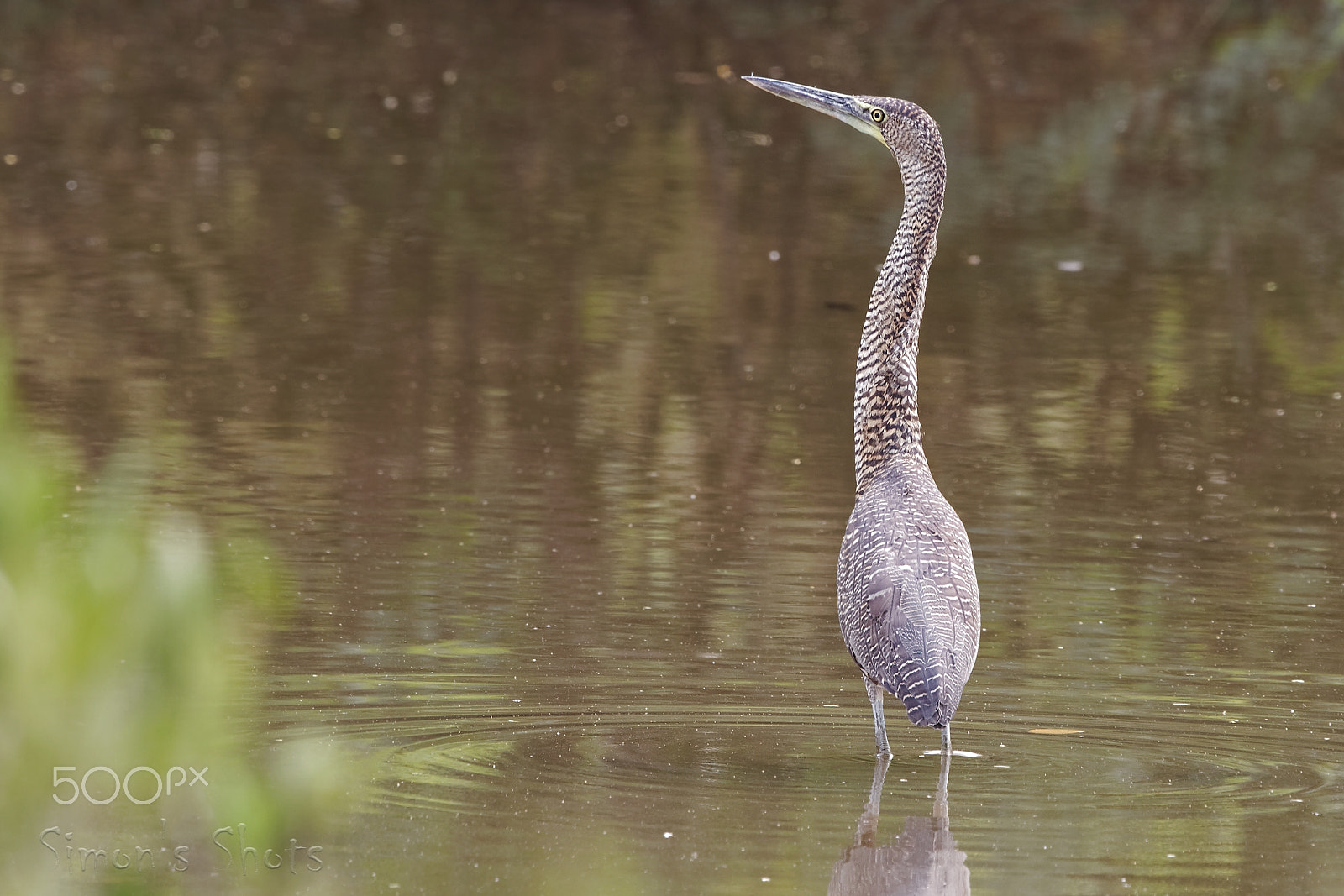 Canon EF 300mm F2.8L IS II USM sample photo. Bare throated tiger heron juvenile photography