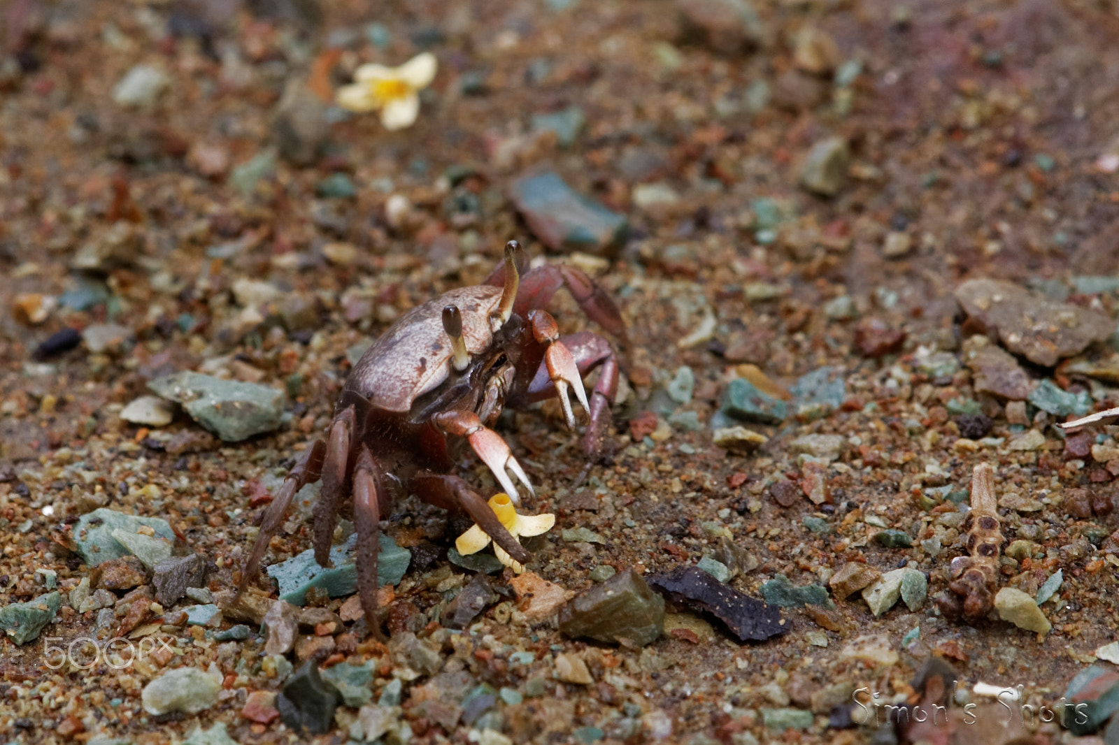 Canon EOS-1D Mark IV sample photo. Fiddler crab female photography