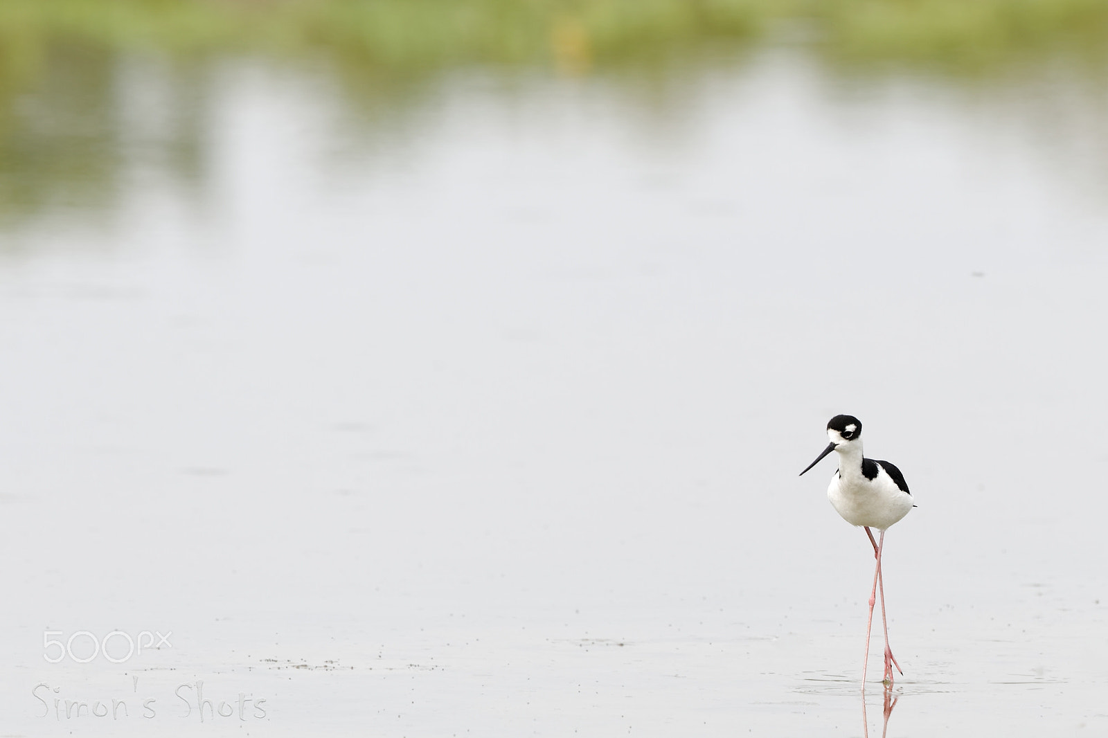Canon EF 300mm F2.8L IS II USM sample photo. Black necked stilt photography