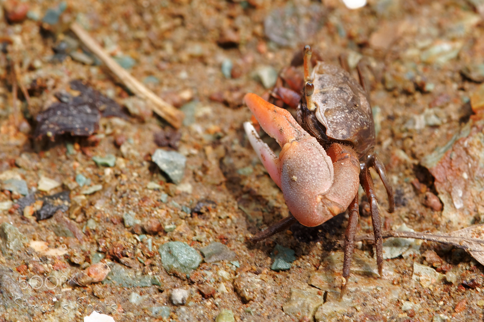 Canon EF 300mm F2.8L IS II USM sample photo. Fiddler crab male photography