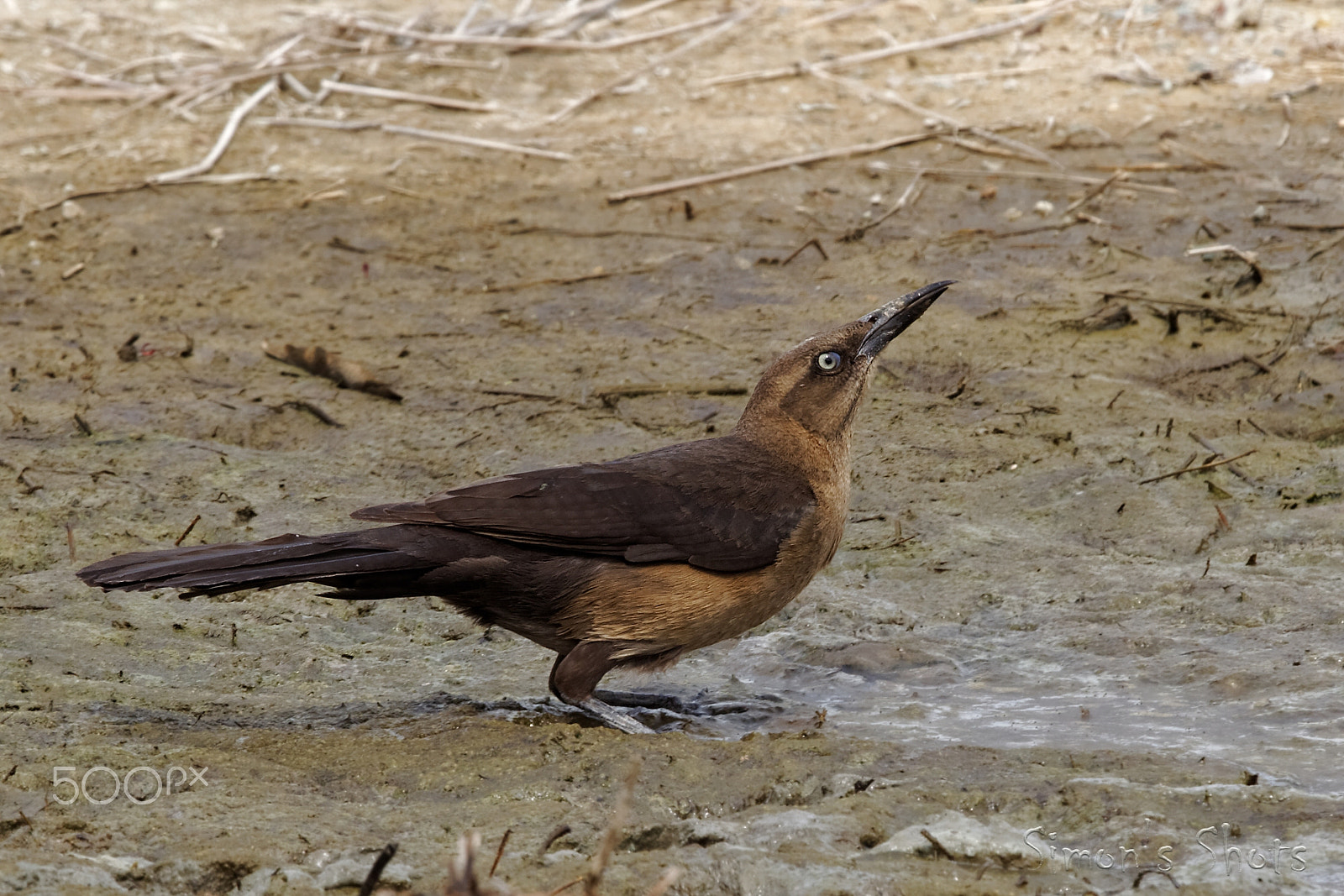 Canon EF 300mm F2.8L IS II USM sample photo. Great tailed grackle female photography