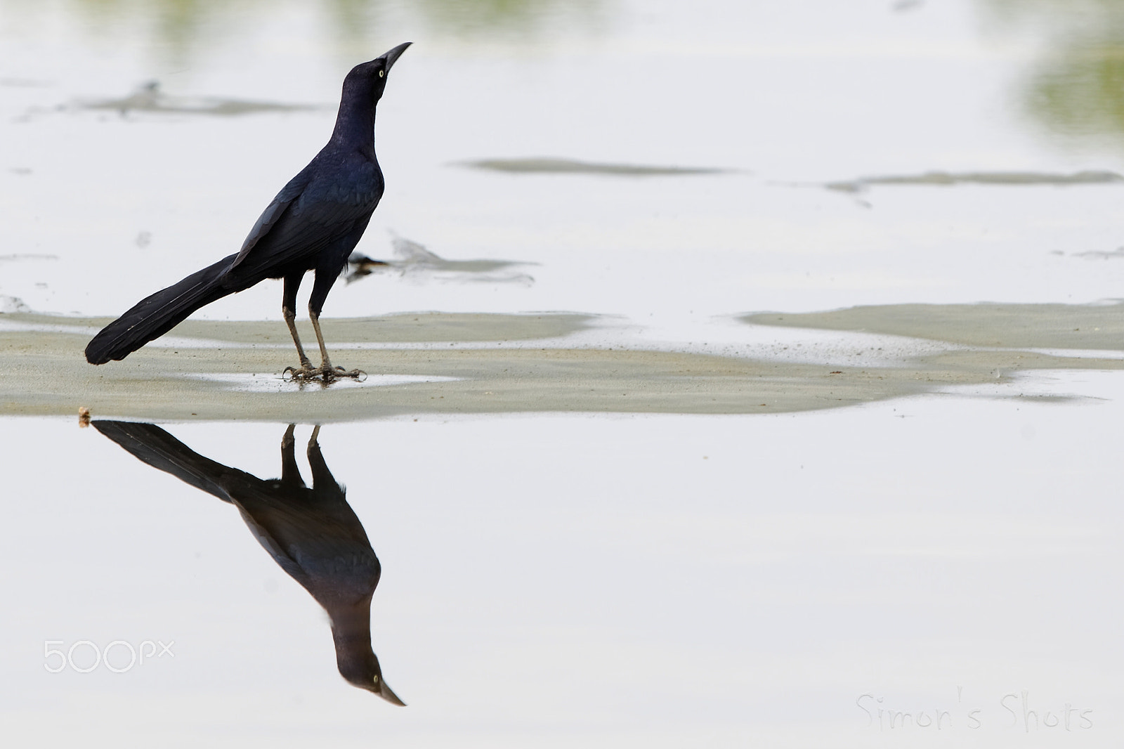 Canon EOS-1D Mark IV sample photo. Great tailed grackle photography