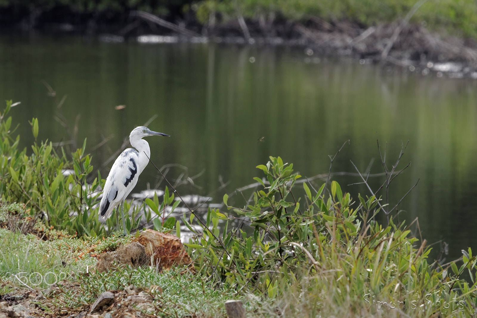 Canon EF 300mm F2.8L IS II USM sample photo. Little blue heron juvenile photography