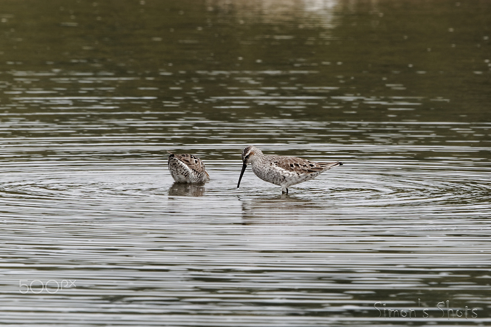 Canon EF 300mm F2.8L IS II USM sample photo. Stilt sandpiper near breeding plumage photography