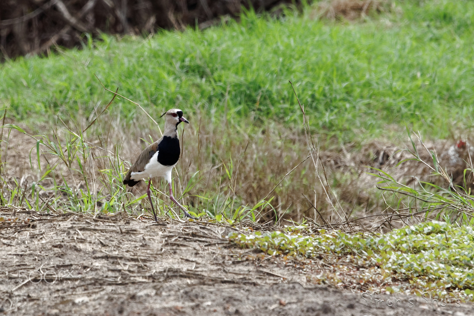 Canon EF 300mm F2.8L IS II USM sample photo. Southern lapwing photography