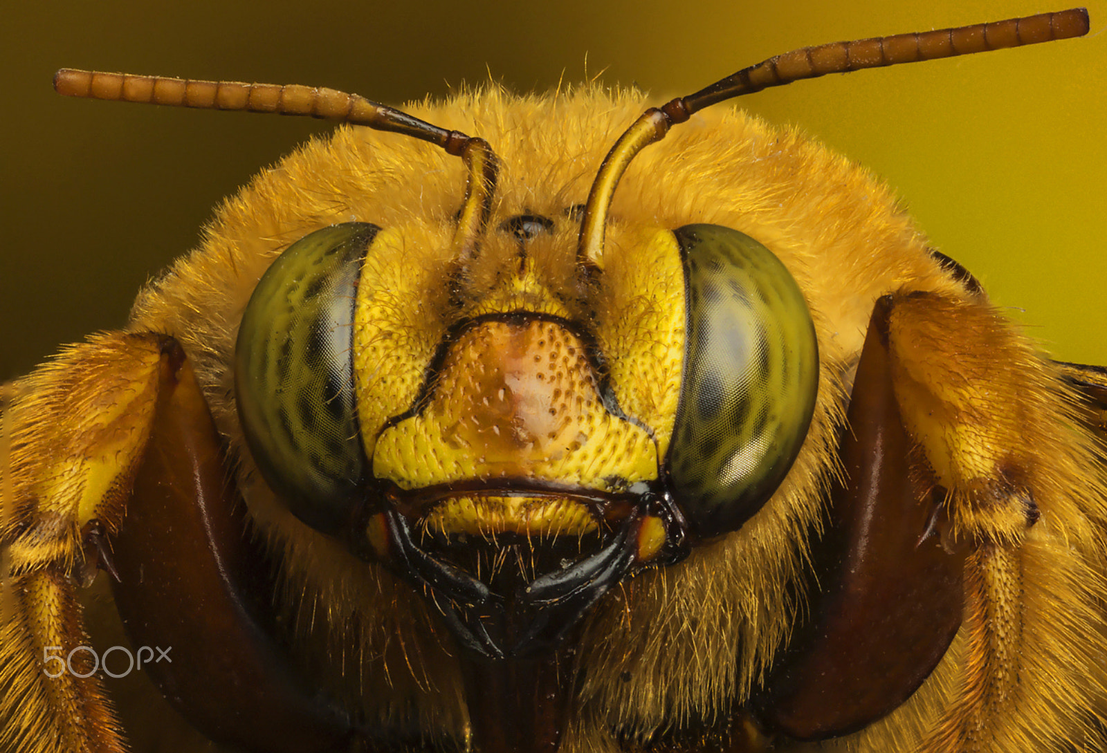 Canon MP-E 65mm F2.5 1-5x Macro Photo sample photo. Abejoroo marron stacked photography