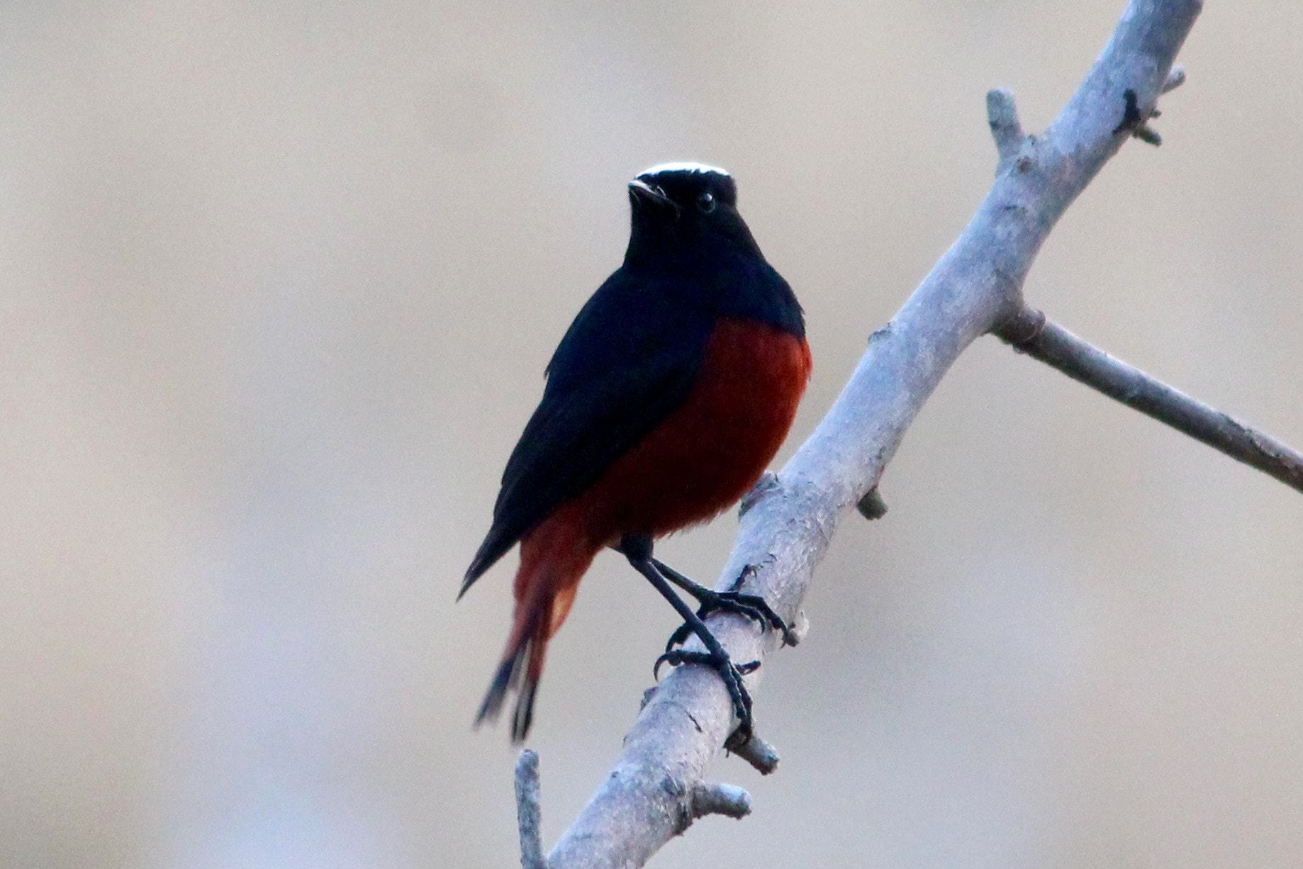 Canon EF-S 55-250mm F4-5.6 IS II sample photo. Wildlife photography