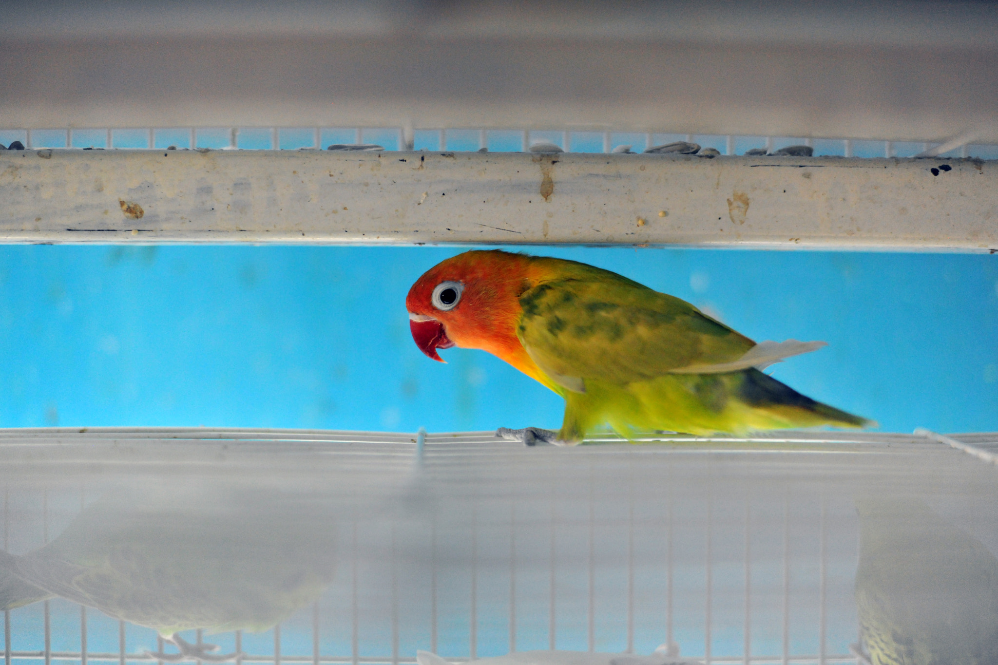 Nikon D3X sample photo. Fischer's lovebird photography