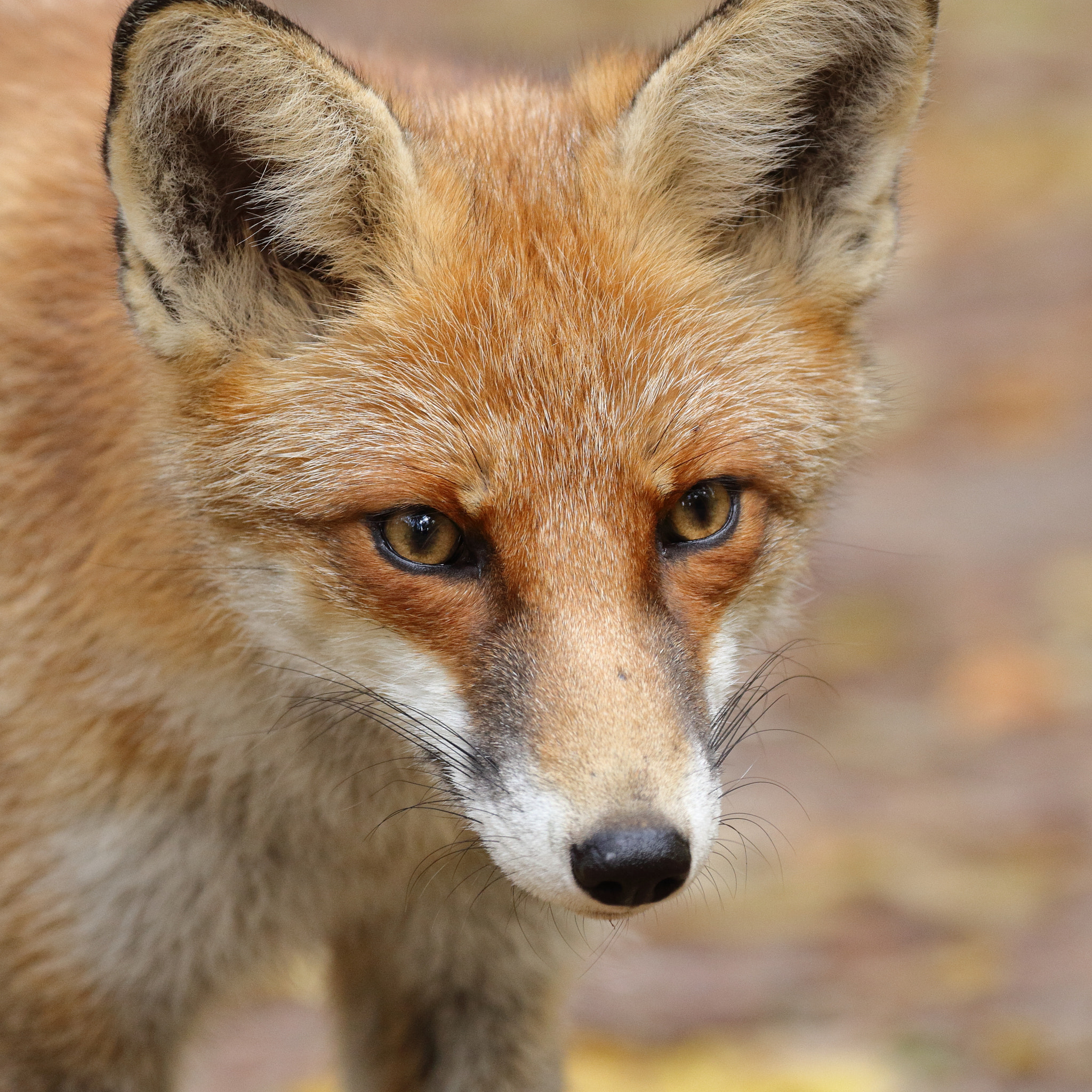 Canon EF 70-300mm F4-5.6L IS USM sample photo. Fox portrait photography