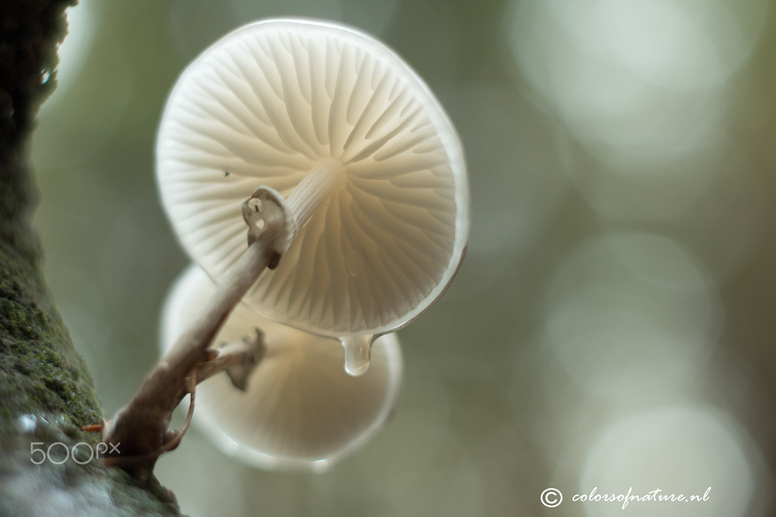 Canon EF 35-80mm f/4-5.6 sample photo. In the picture photography