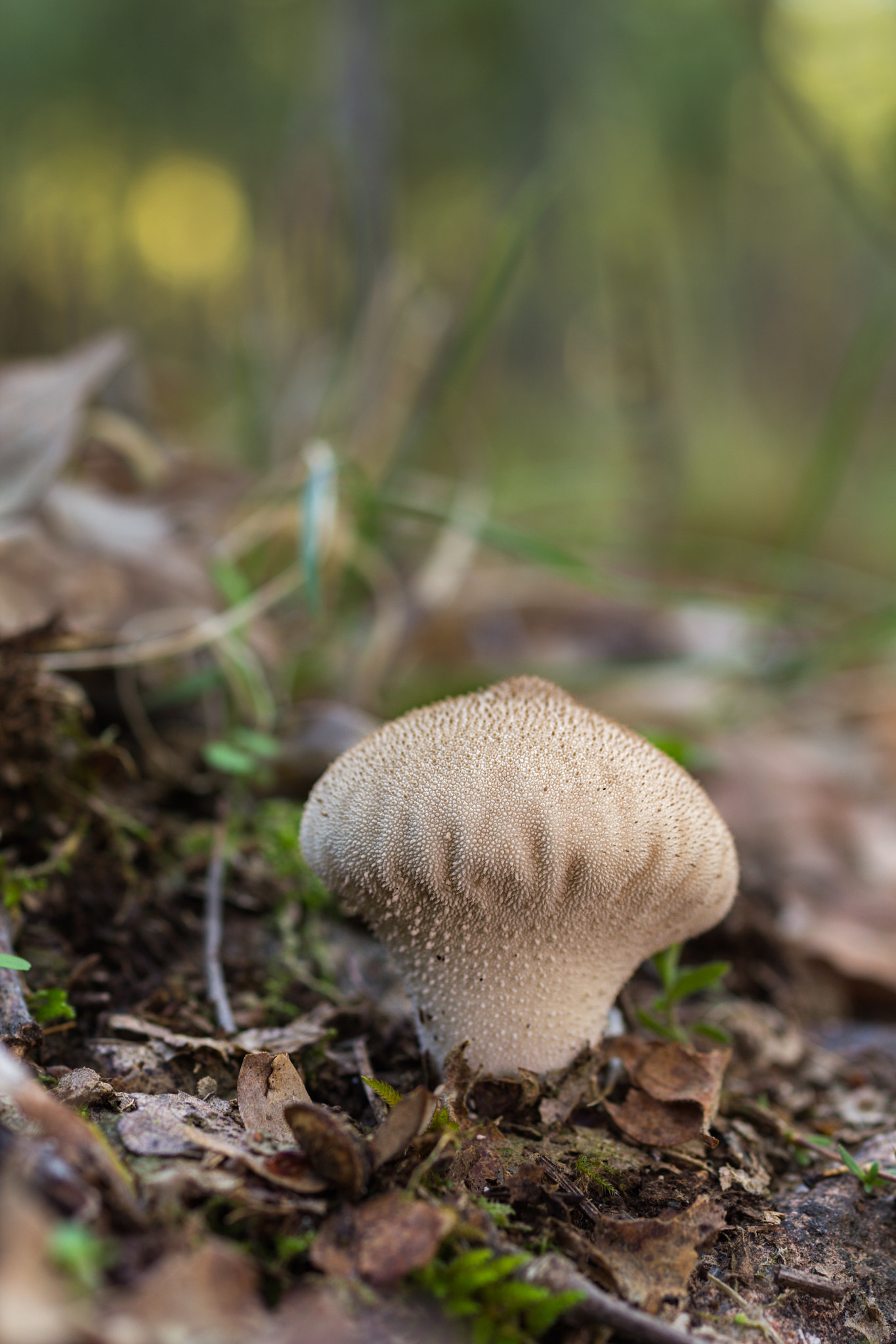 Sigma 50mm f/2.8 EX sample photo. Lycoperdon perlatum photography