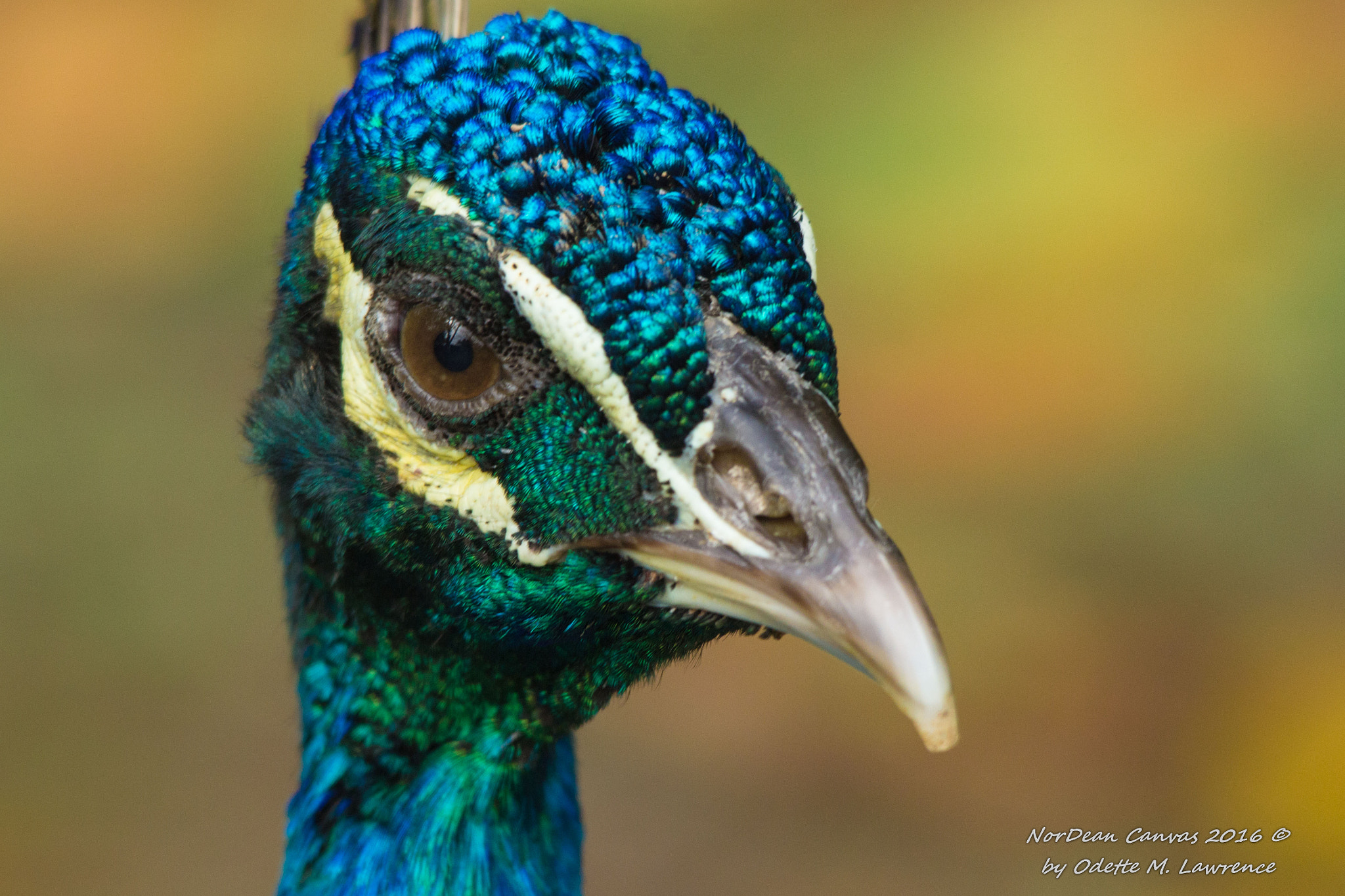 Sigma 150-500mm F5-6.3 DG OS HSM sample photo. Do you do head shots? photography