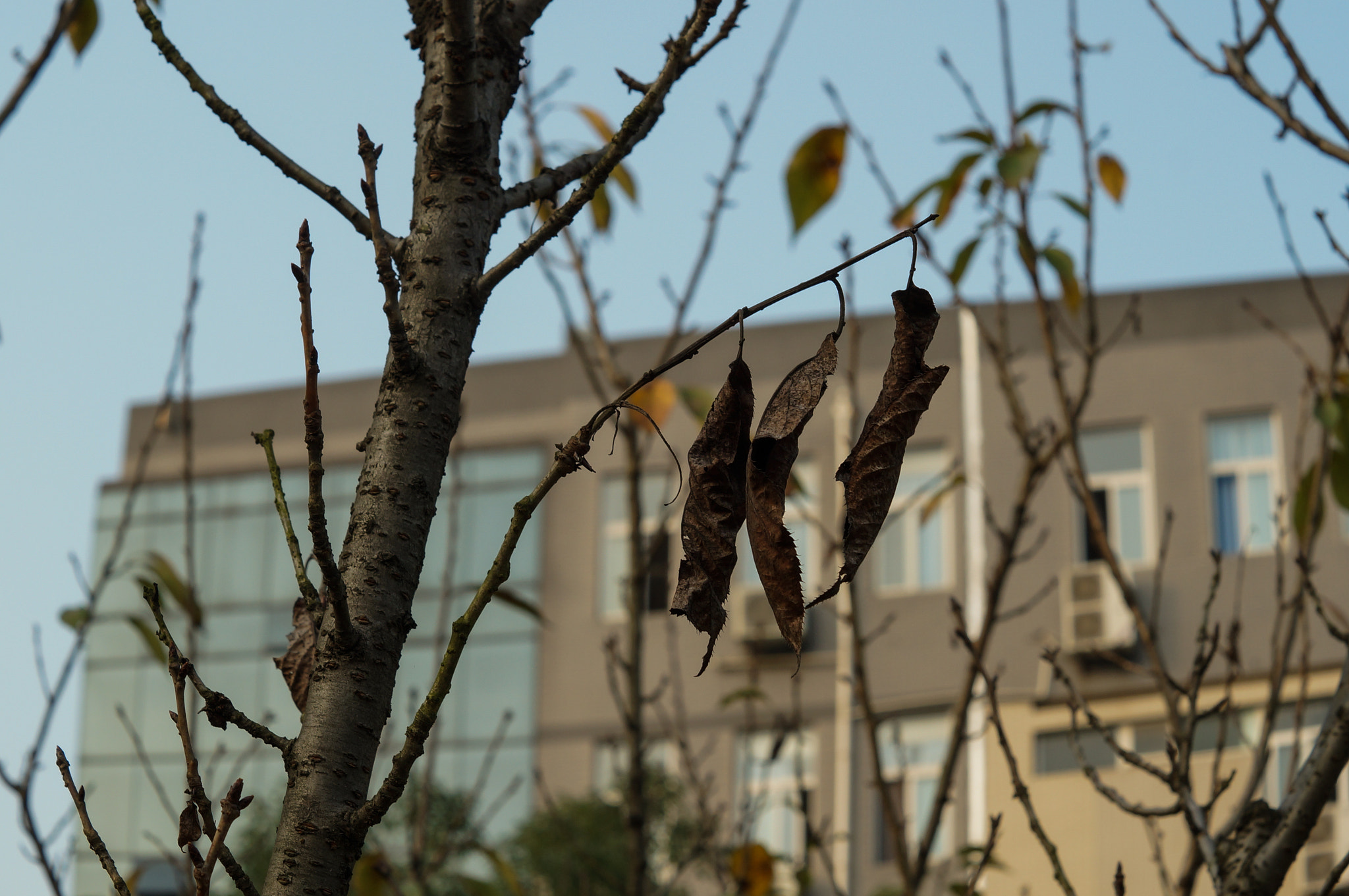 Sony SLT-A57 + Sony DT 50mm F1.8 SAM sample photo. 枯叶 photography