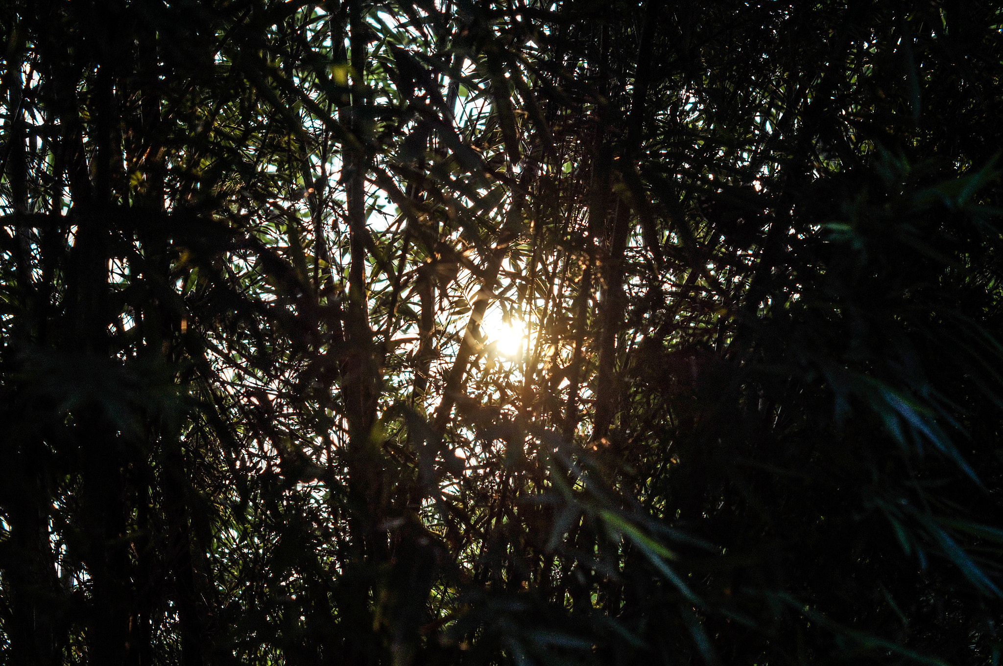 Sony SLT-A57 + Sony DT 50mm F1.8 SAM sample photo. 余晖 photography
