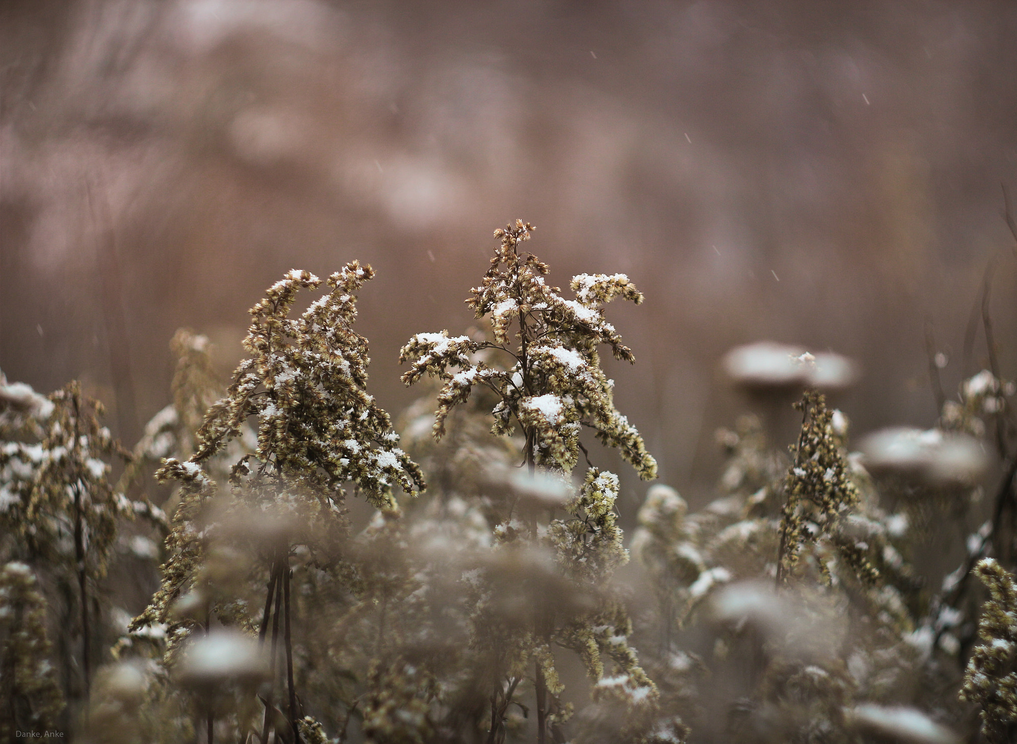 Canon EF 35-80mm f/4-5.6 sample photo. First snow photography