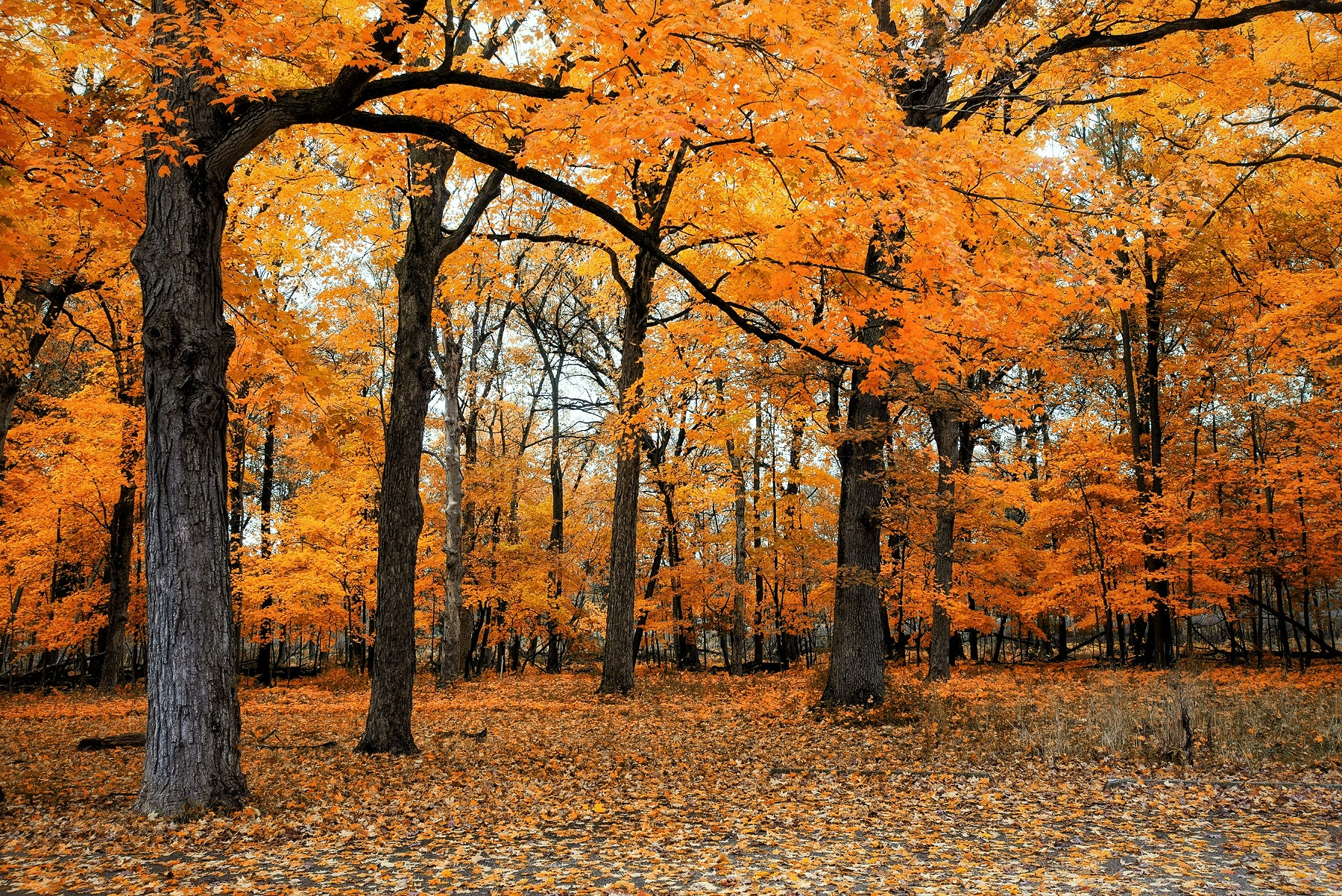 Nikon AF-S Nikkor 17-35mm F2.8D ED-IF sample photo. Golden fall. photography