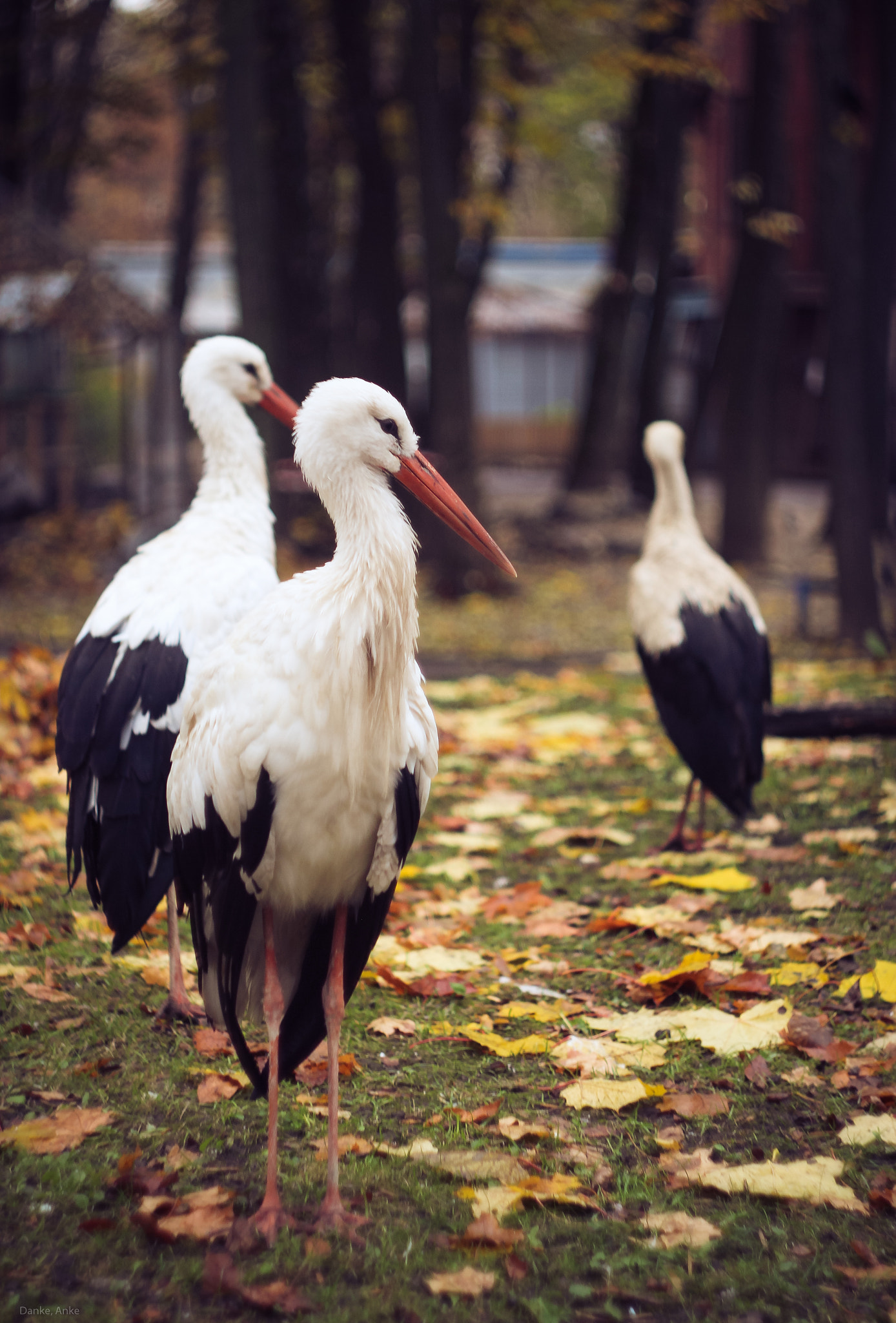 Canon EF 35-80mm f/4-5.6 sample photo. Storks photography