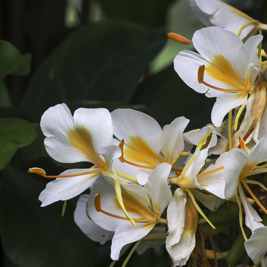 Sigma APO Macro 150mm f/2.8 EX DG HSM sample photo. Tropical flower photography