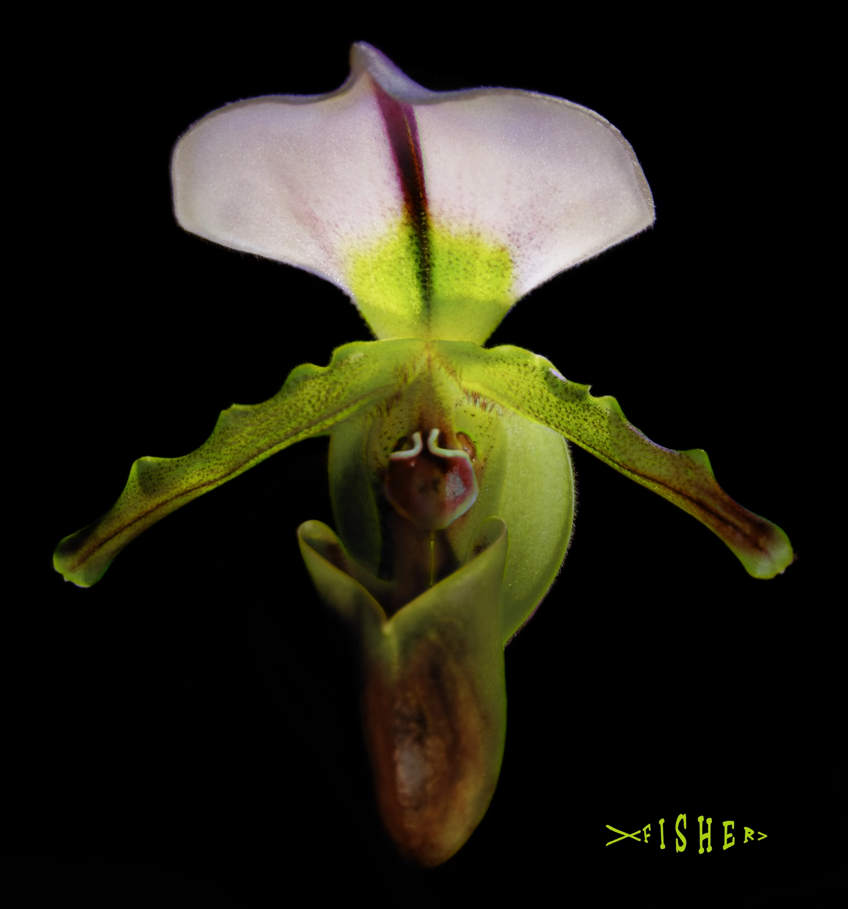 Canon EOS 760D (EOS Rebel T6s / EOS 8000D) sample photo. Paph spicerianum photography