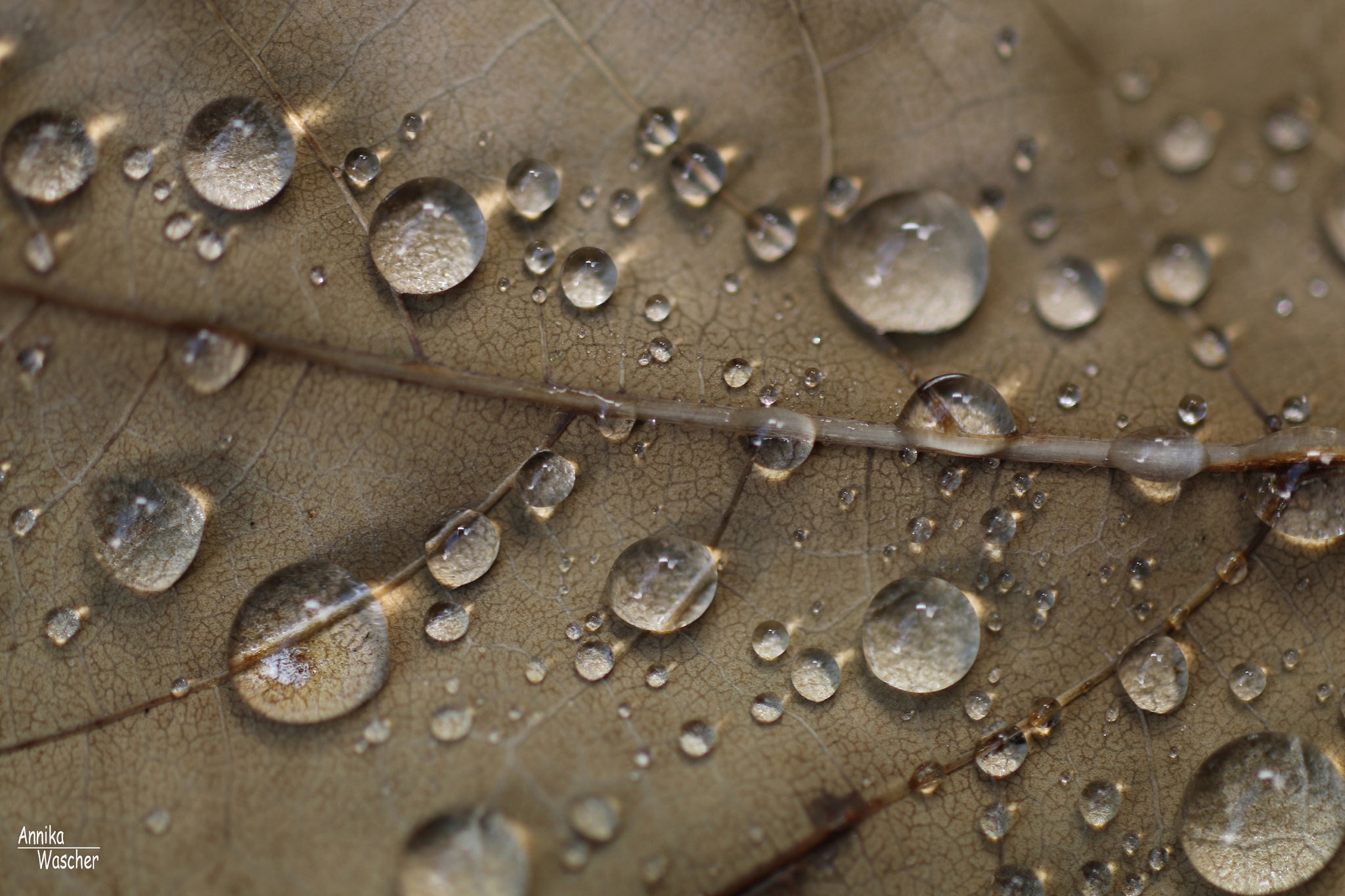 Canon EOS 70D + Sigma 18-50mm f/2.8 Macro sample photo. Drops on a leaf in the morning photography